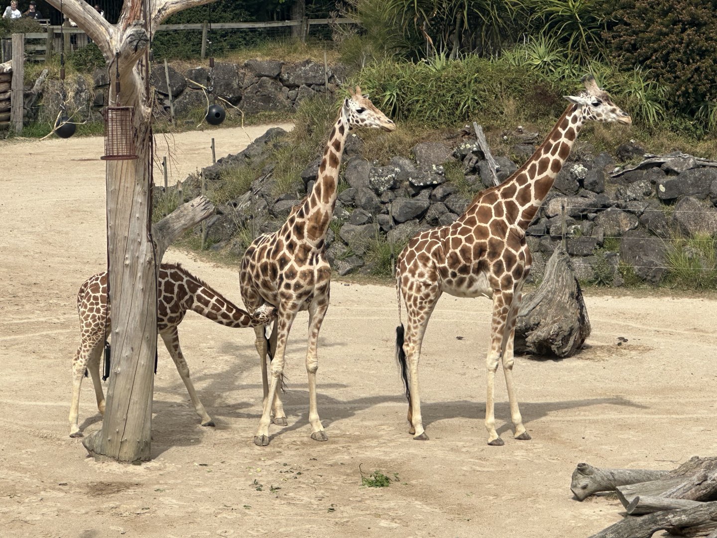 Giraffe (Mother and Daughters)