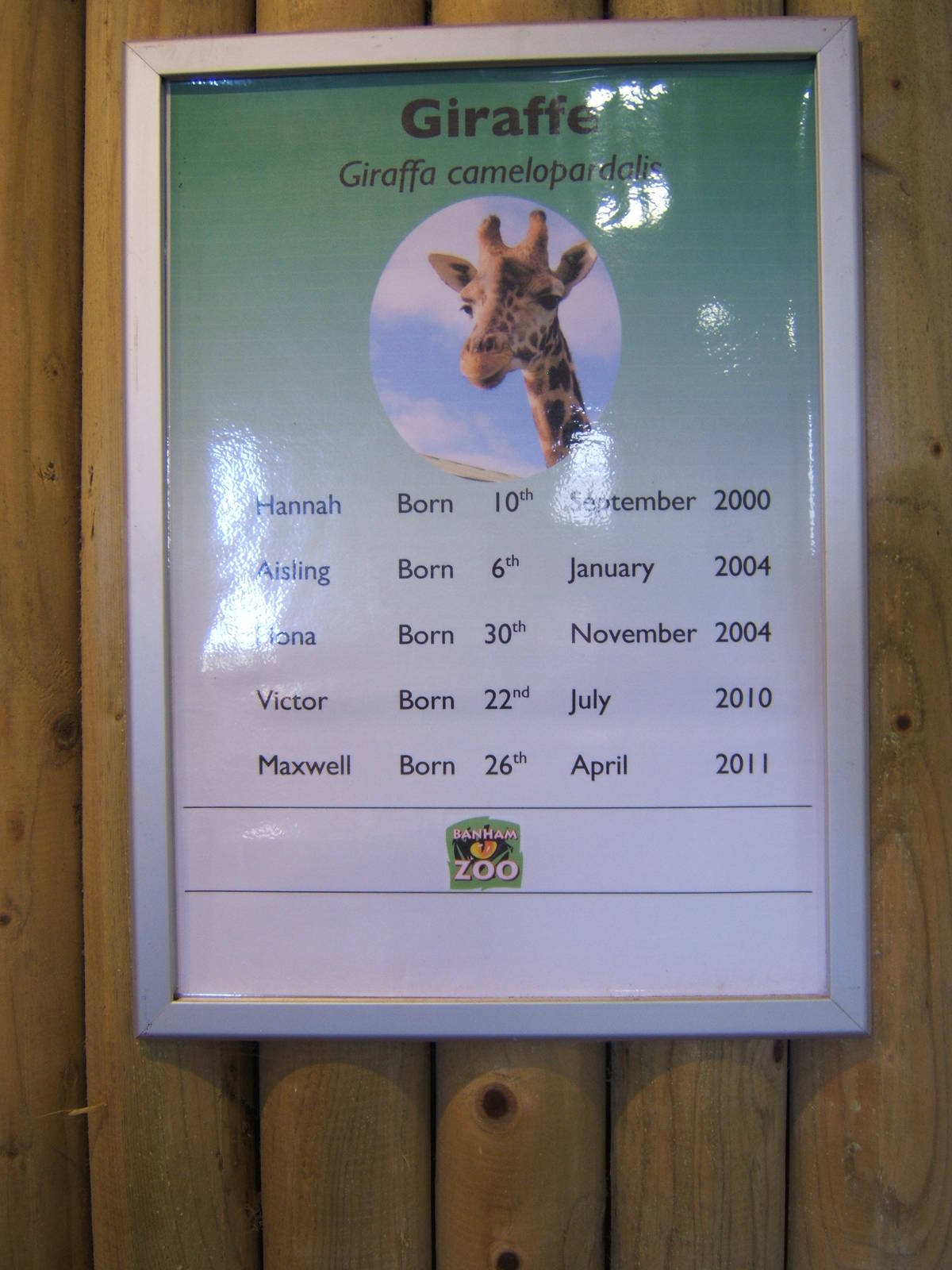 Giraffe name sign