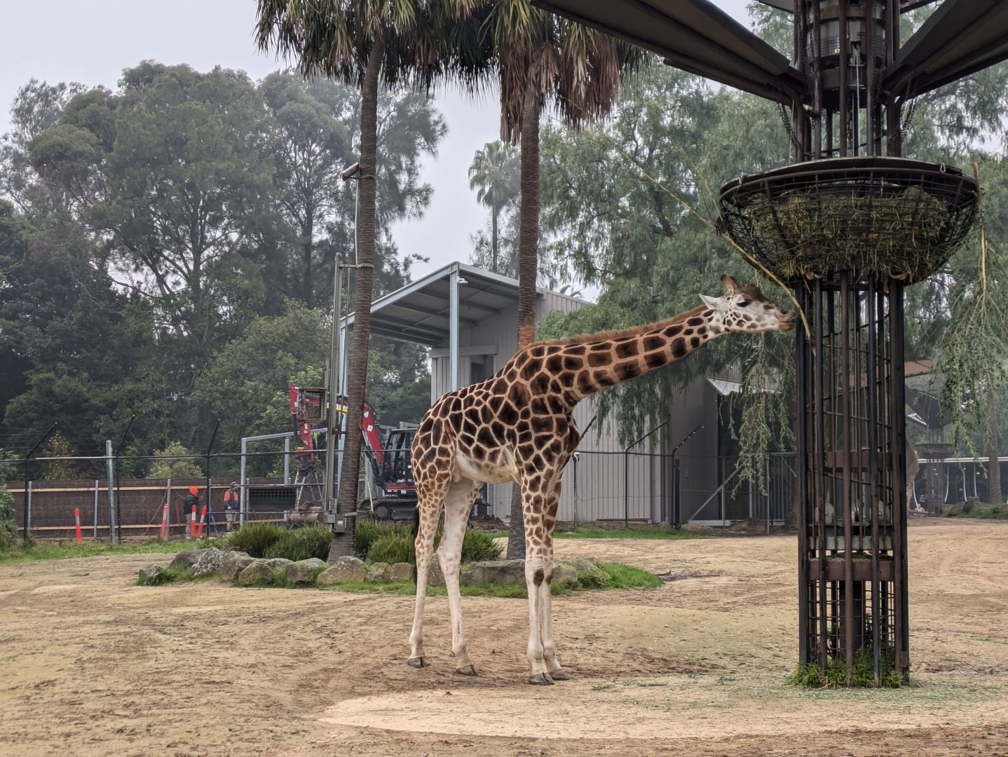 Giraffe, new giraffe house construction, 4/7/24