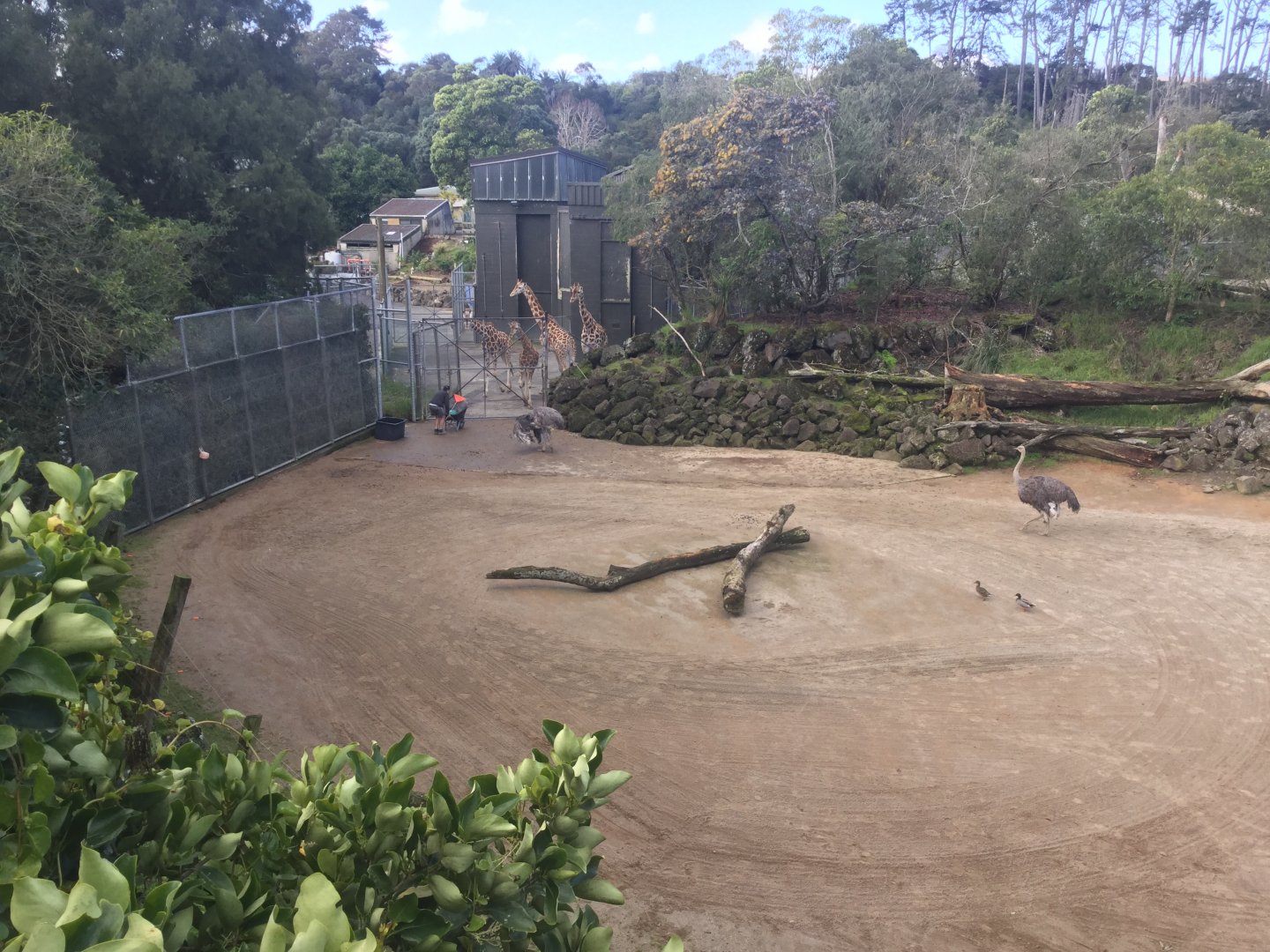 Giraffe Night House and Yards