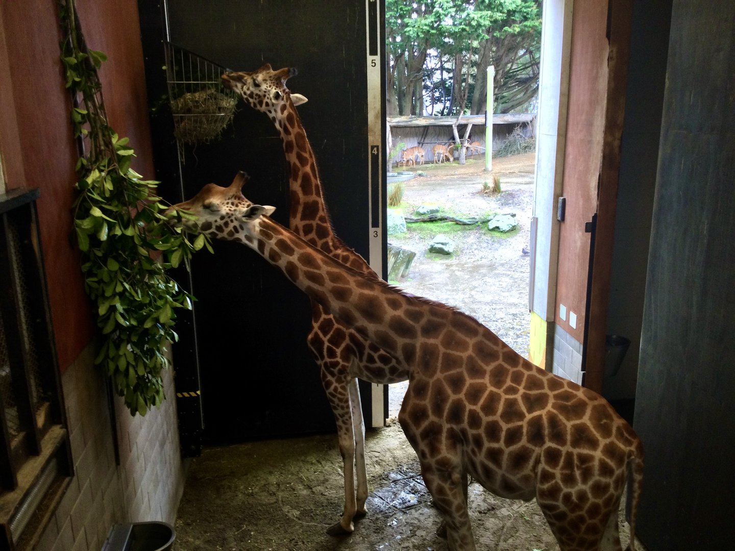 Giraffe Night House (Inside View)