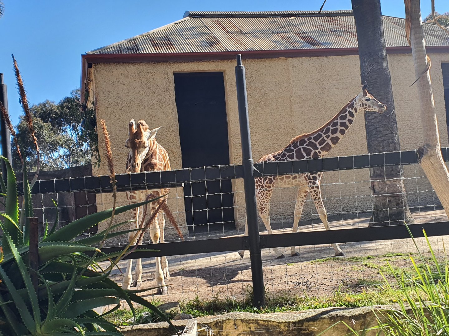Giraffe Nolean and Azizi