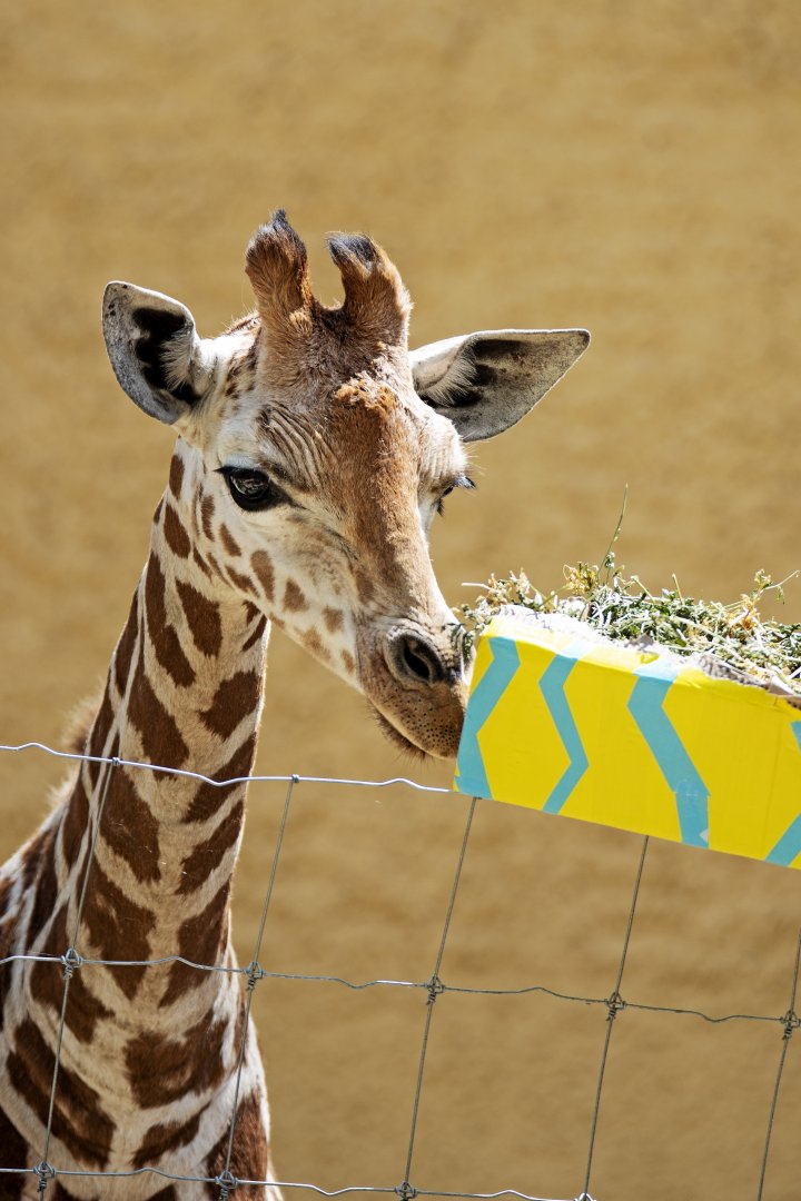 Giraffe 'Nolean' on her first birthday