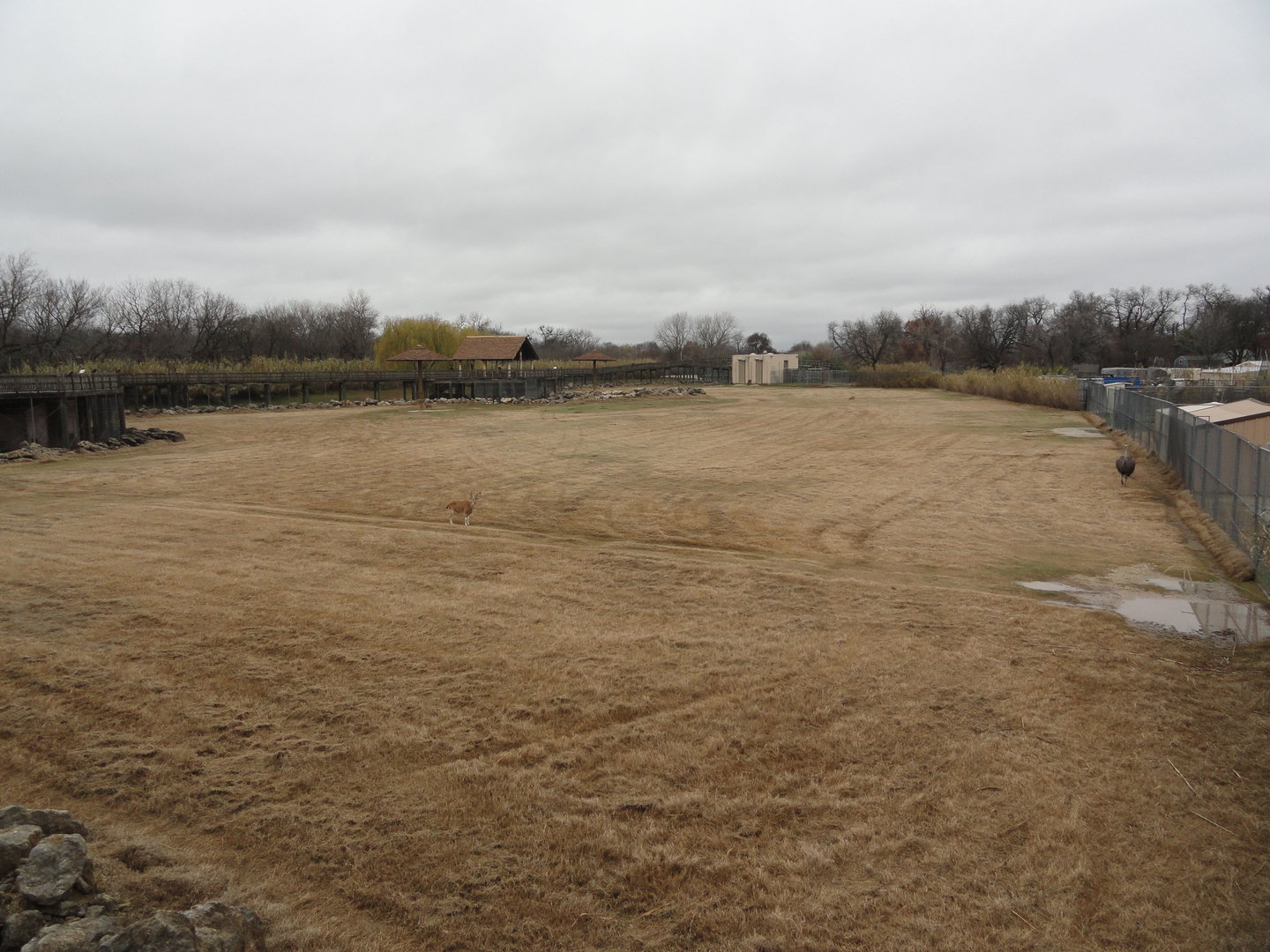 Giraffe, Nubian Ibex, Ostrich Exhibit