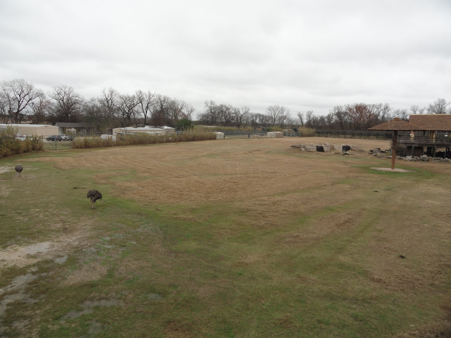 Giraffe, Nubian Ibex, Ostrich Exhibit