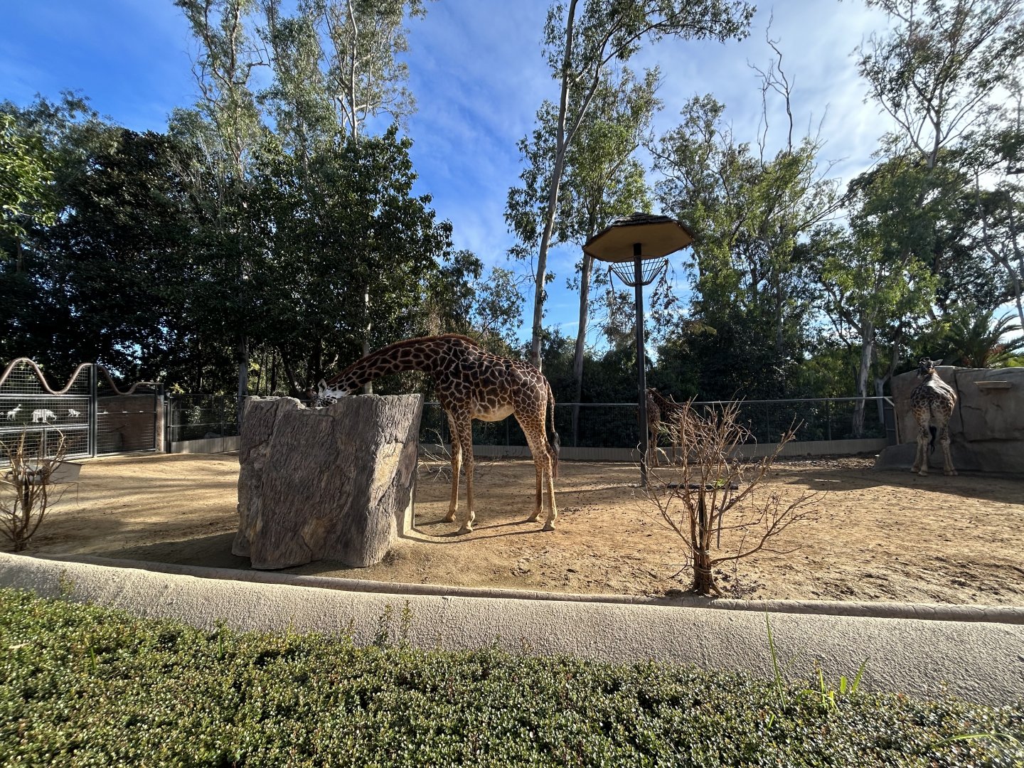 Giraffe & Nubian Soemmerring’s Gazelle Exhibit - Urban Jungle