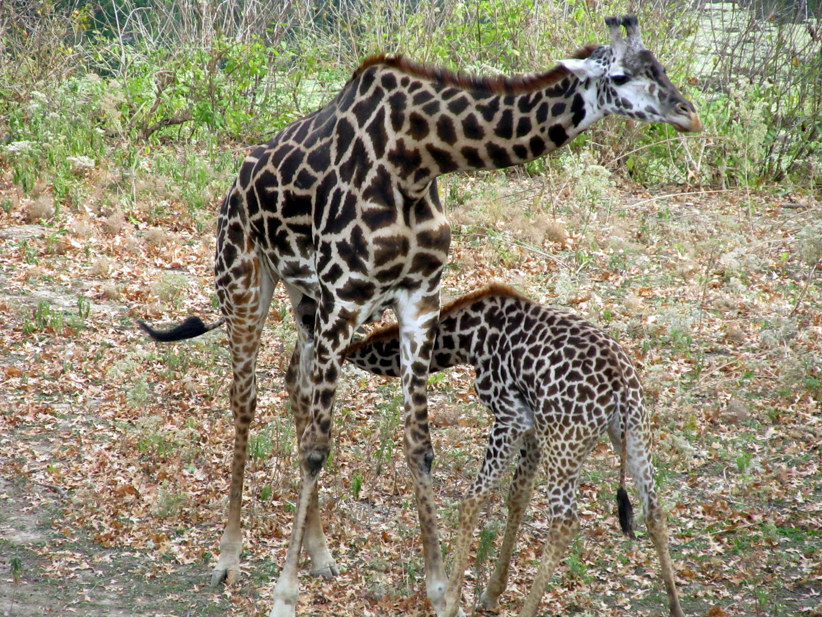 Giraffe Nursing