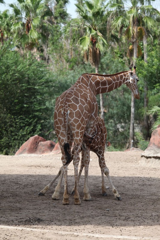 giraffe nursing