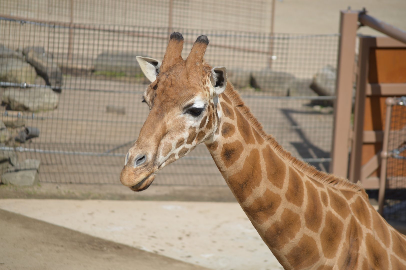 Giraffe, October 2024