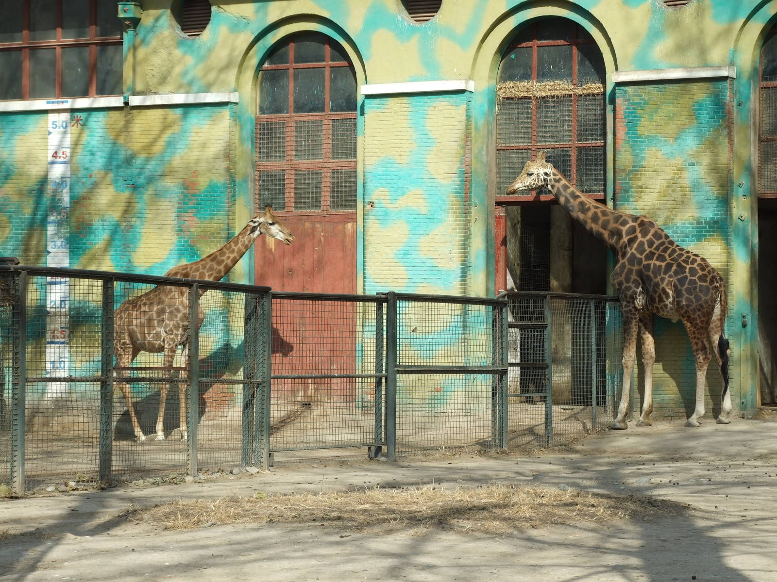 Giraffe of different subspecies