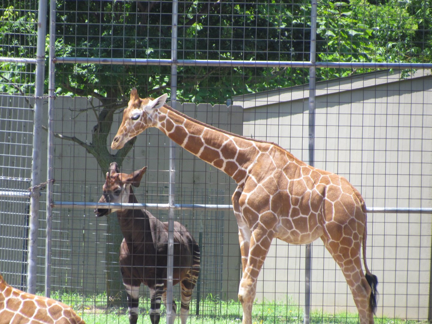 Giraffe & Okapi