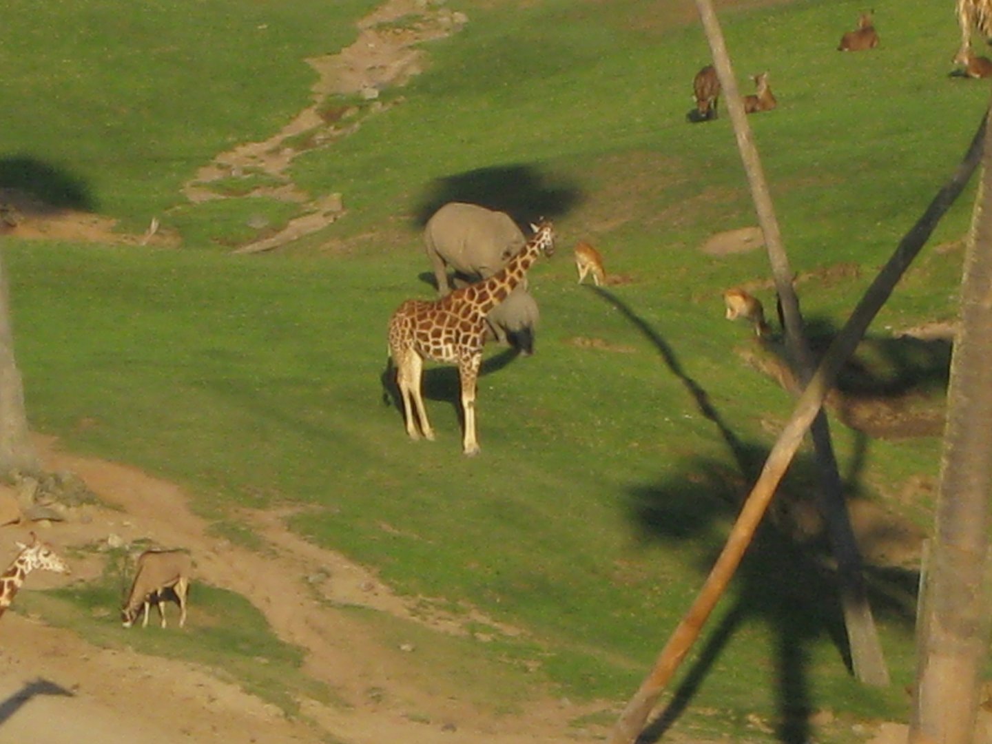 Giraffe on Savannah 2013