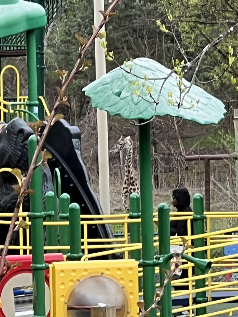Giraffe on the playground