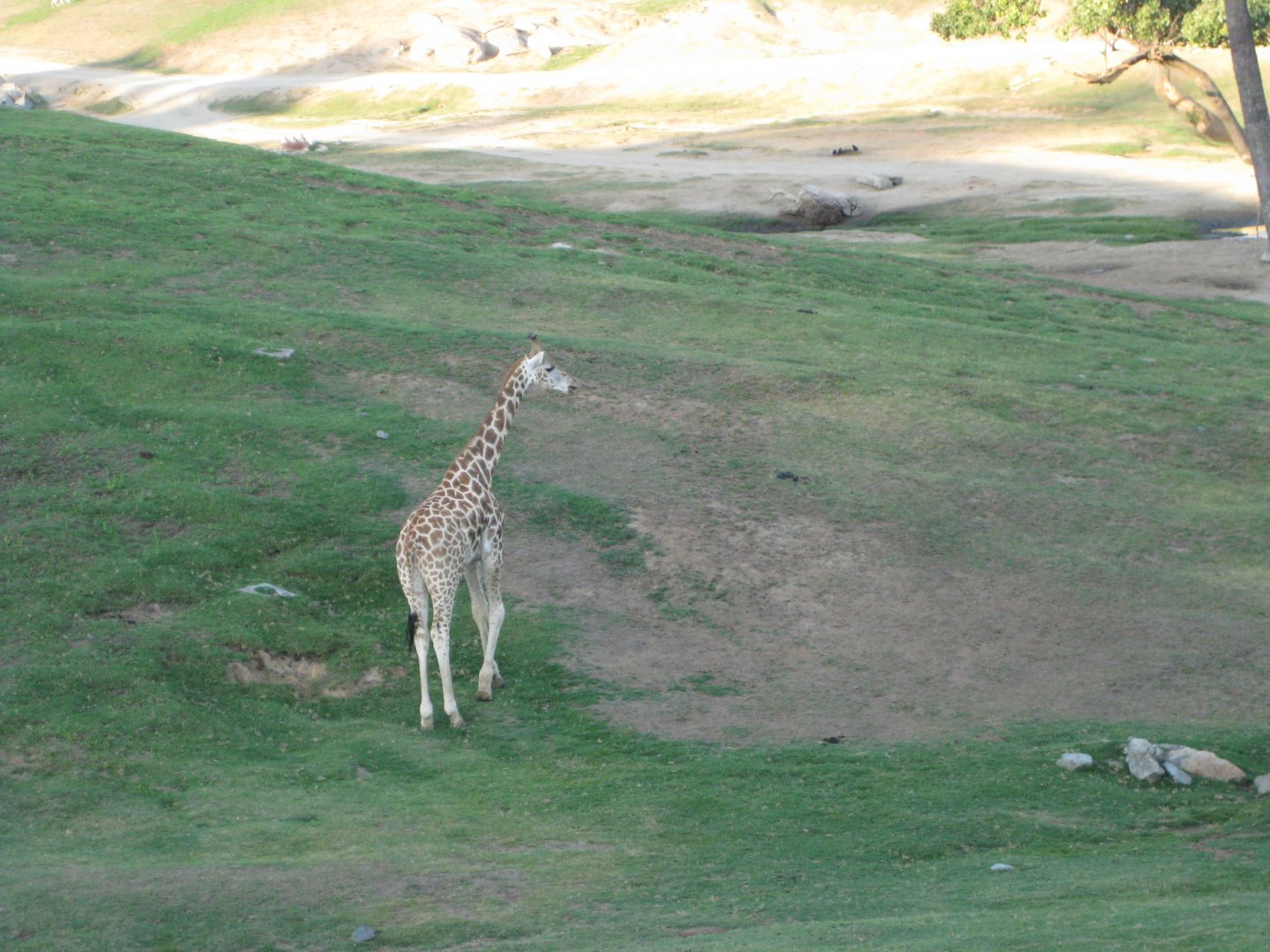 Giraffe on the savannah 2013