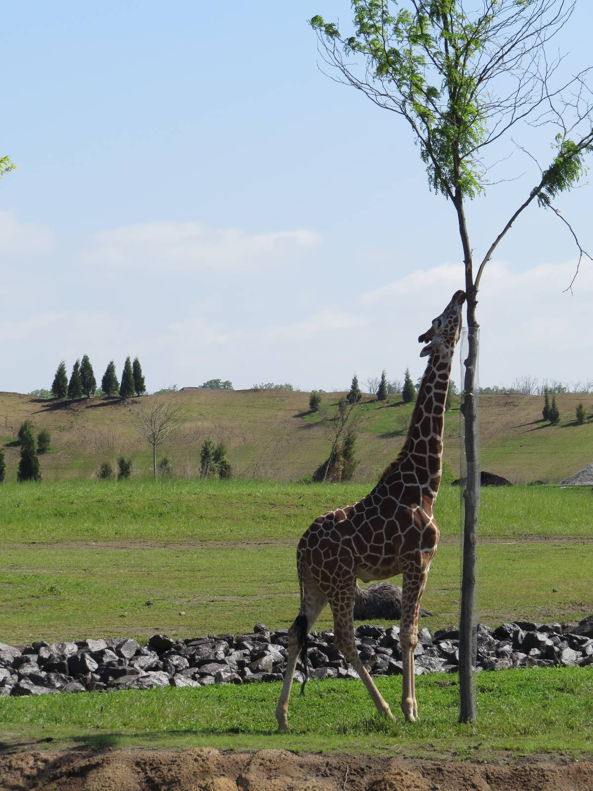 Giraffe on the Savannah
