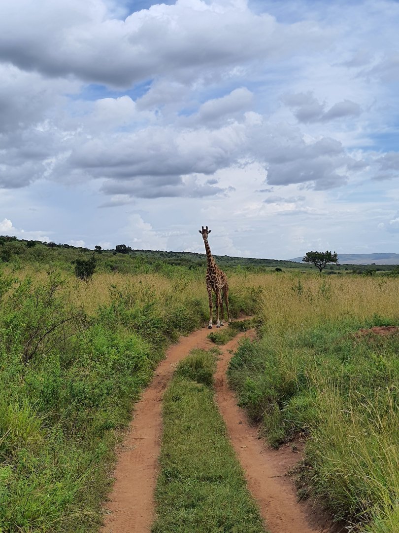 Giraffe on the track