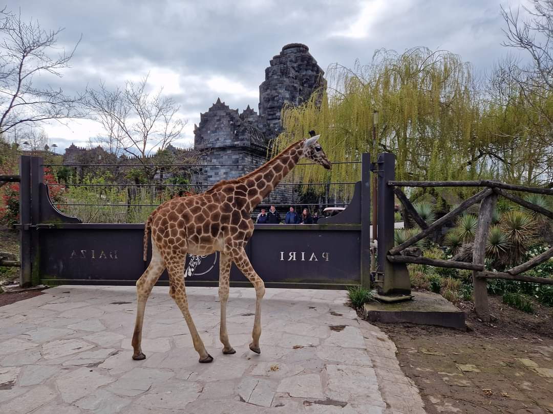 Giraffe on the way inside