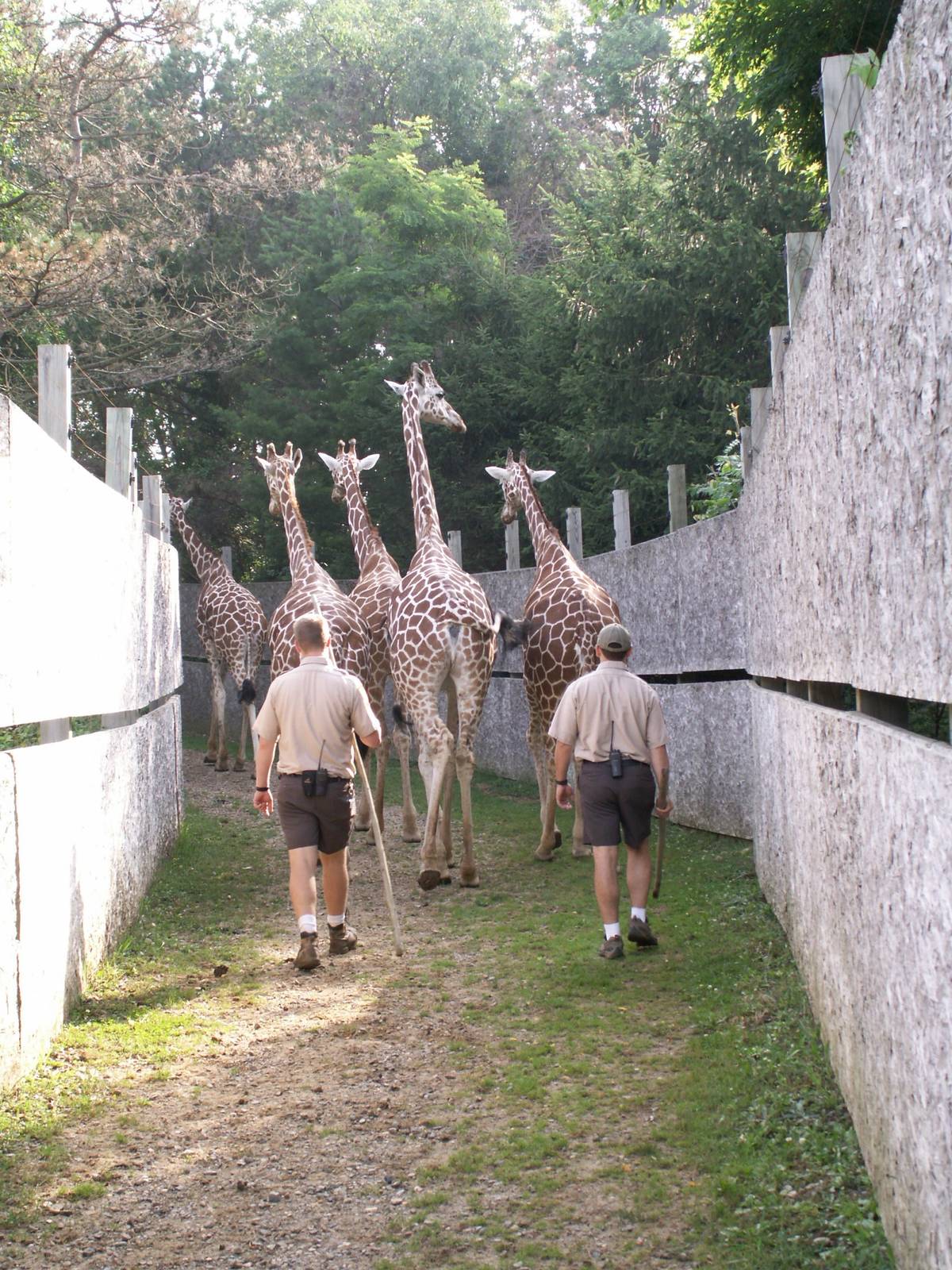 giraffe on the way out