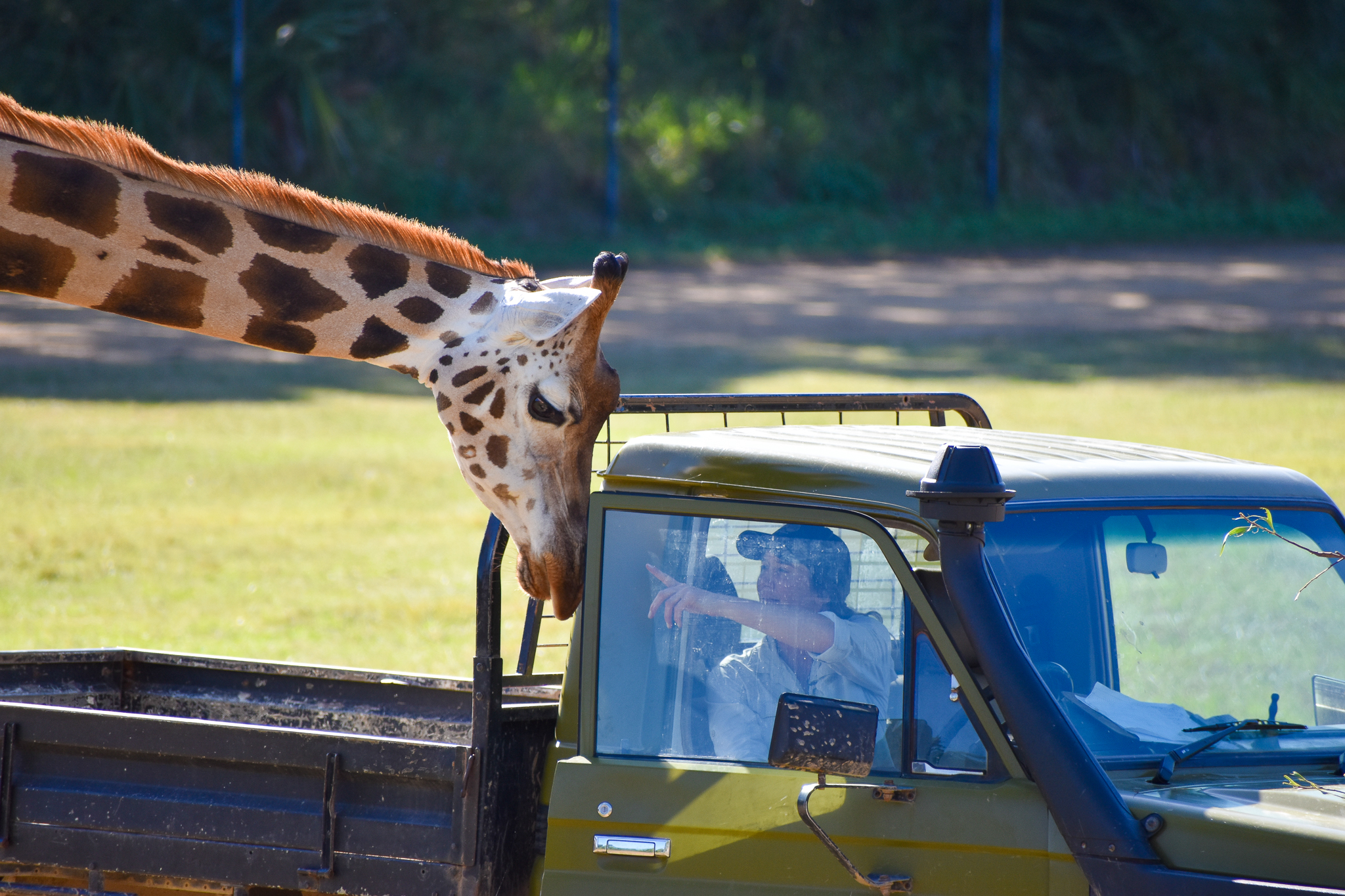 Giraffe Opening the Door