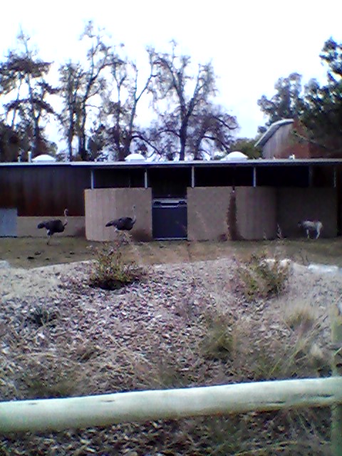 Giraffe-ostrich-addax exhibit