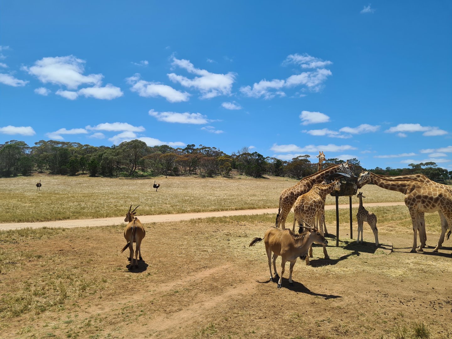 Giraffe, Ostrich and Eland
