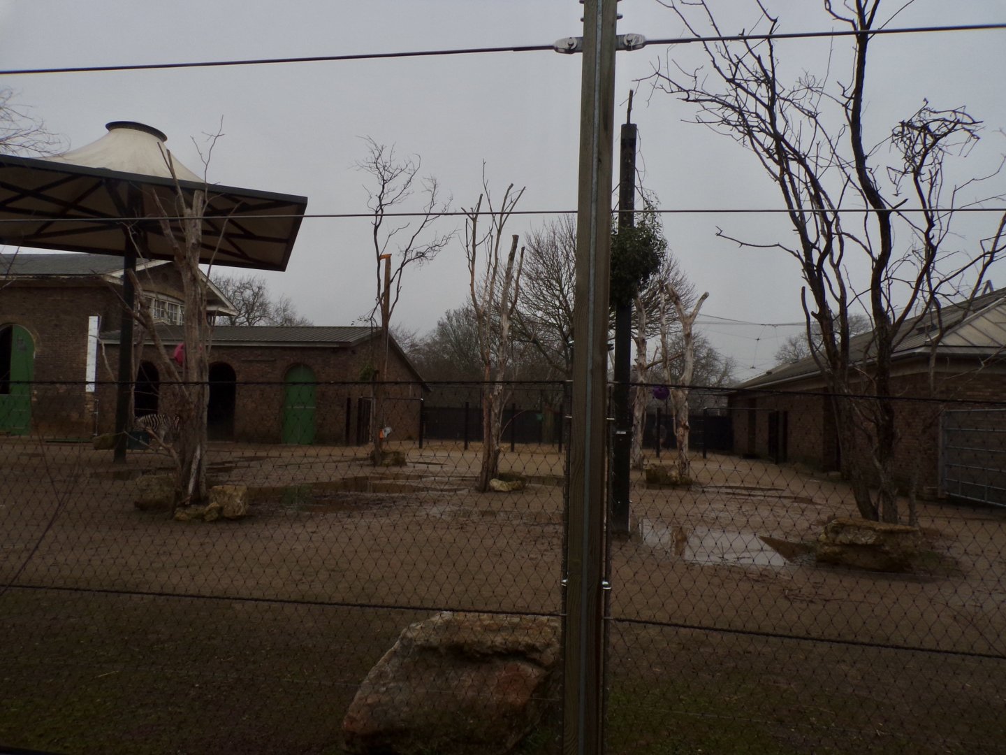 Giraffe, Ostrich and zebra enclosure 11.2.25