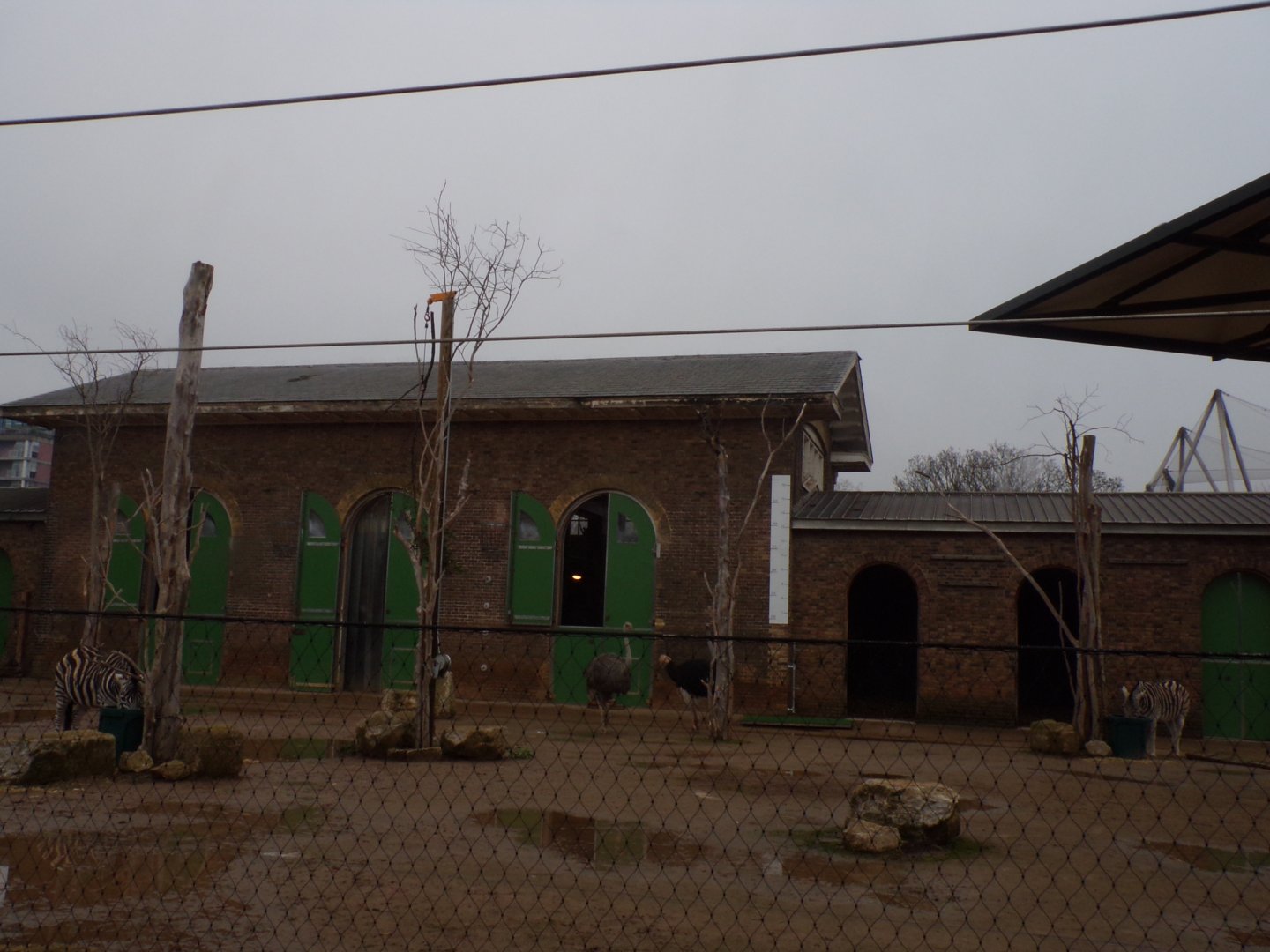 Giraffe, Ostrich and zebra enclosure 11.2.25