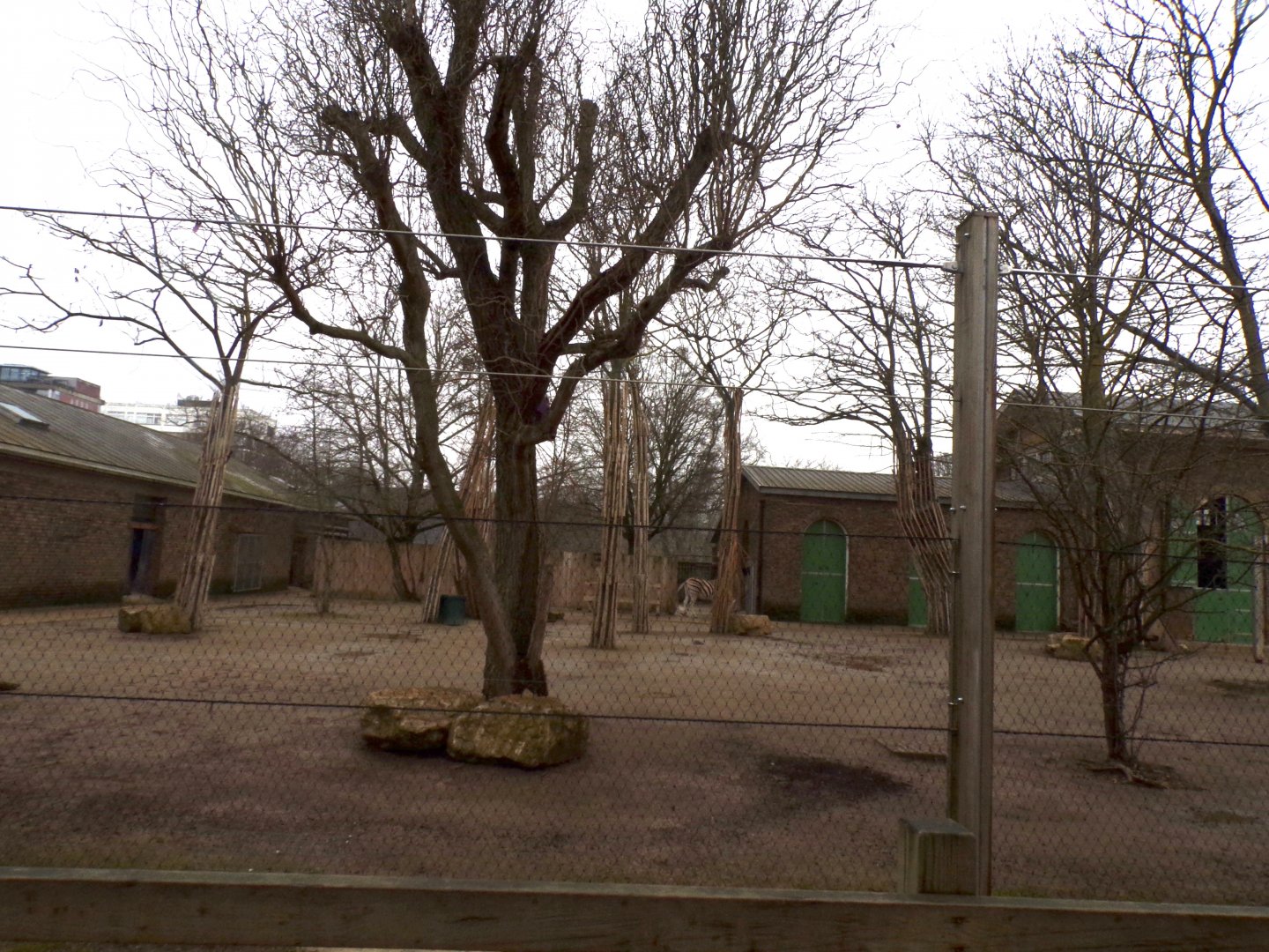 Giraffe, Ostrich and zebra enclosure 11.2.25