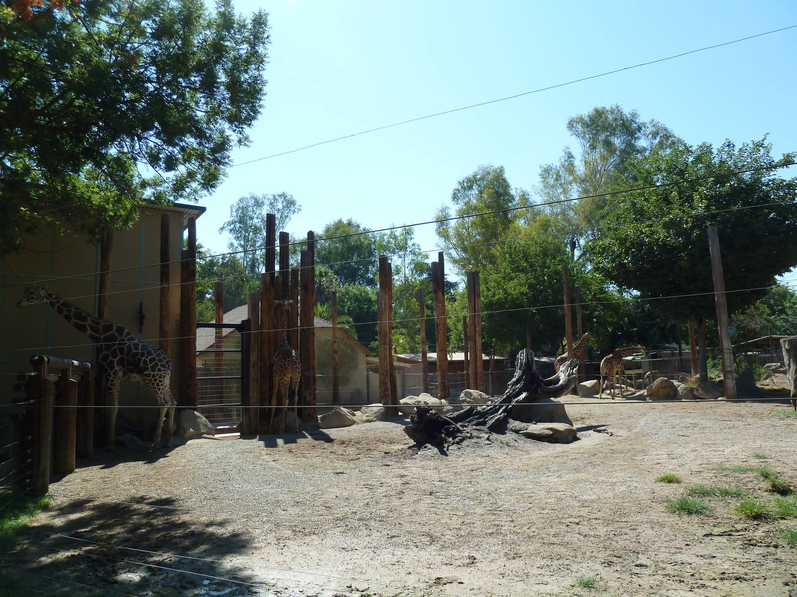 Giraffe/Ostrich/Eland/Speke's Gazelle/Dromedary Exhibit
