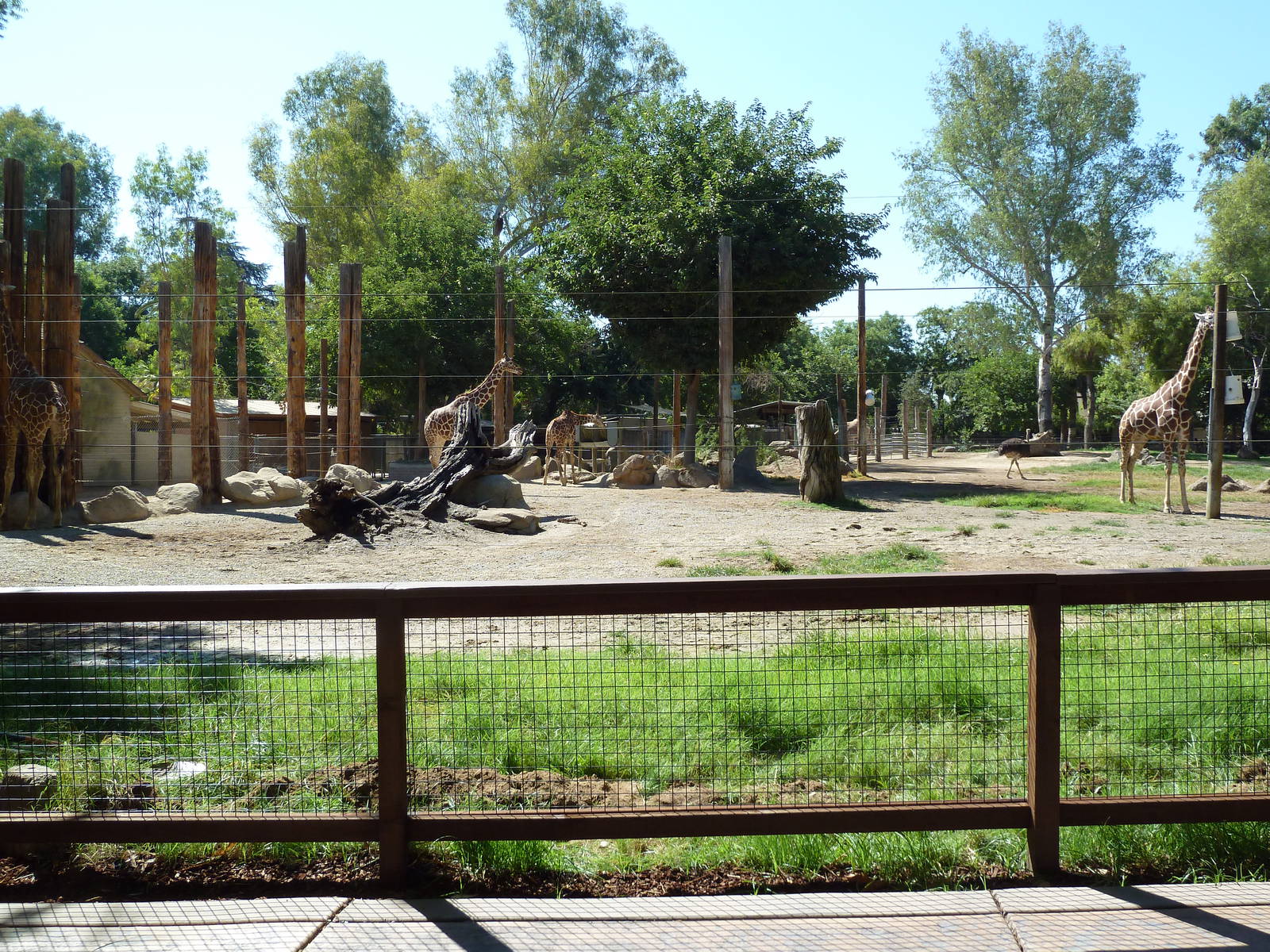 Giraffe/Ostrich/Eland/Speke's Gazelle/Dromedary Exhibit