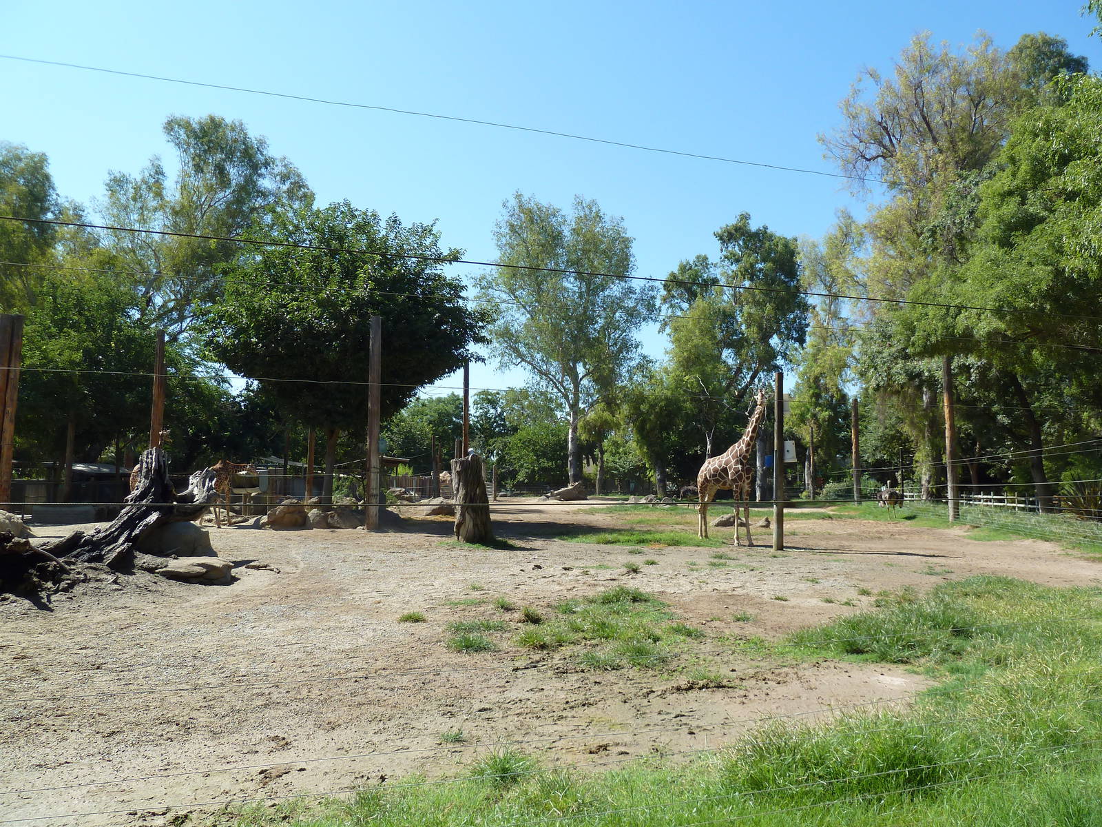 Giraffe/Ostrich/Eland/Speke's Gazelle/Dromedary Exhibit