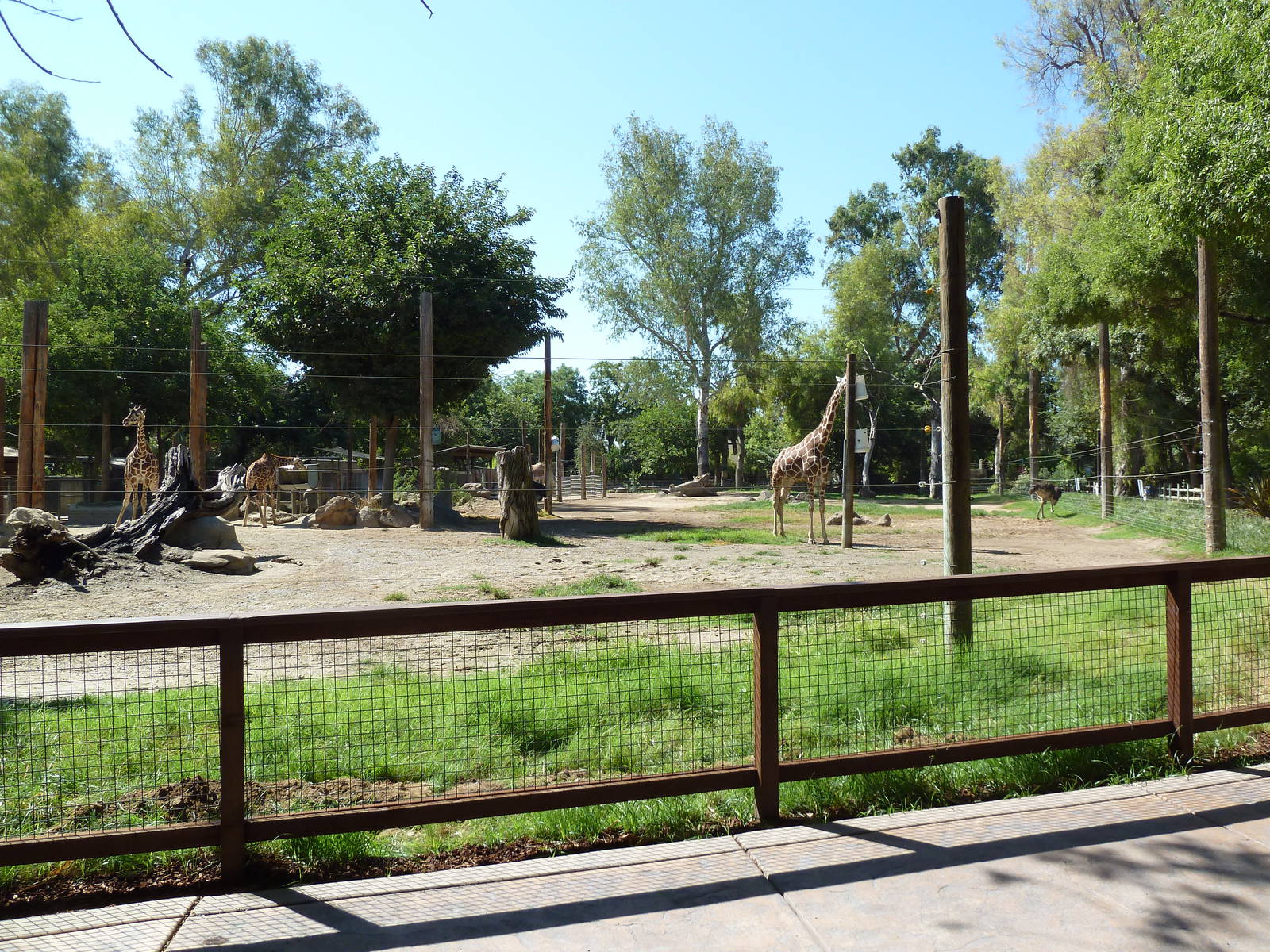 Giraffe/Ostrich/Eland/Speke's Gazelle/Dromedary Exhibit