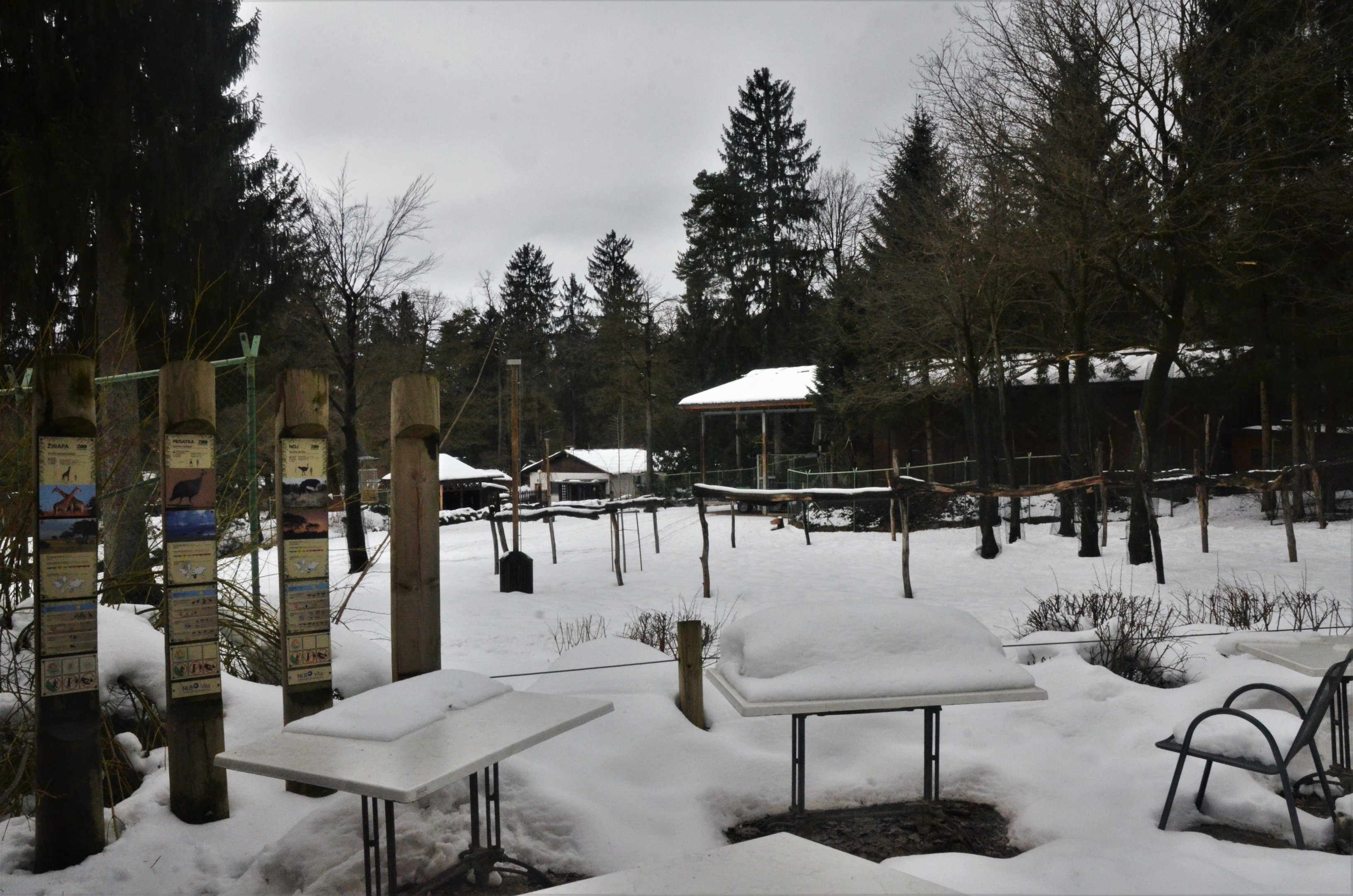 Giraffe/Ostrich Enclosure Viewing at Ljubljana Zoo, 07/03/18