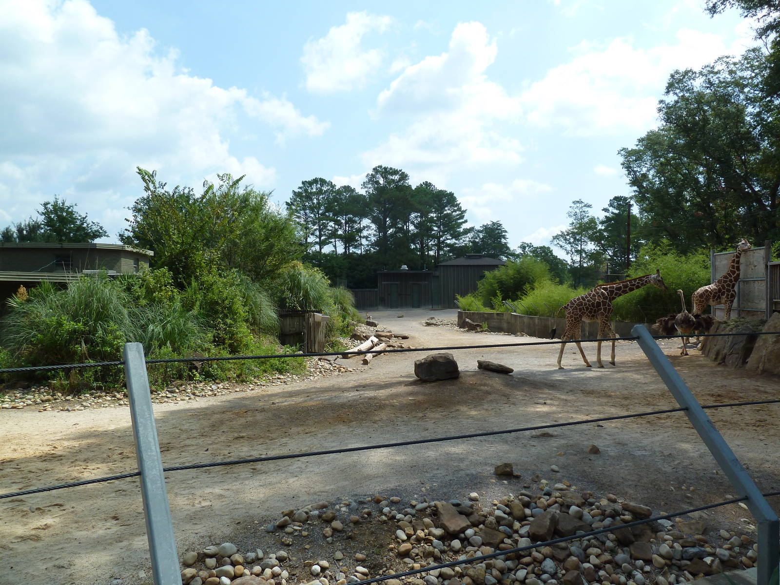 Giraffe/Ostrich Exhibit