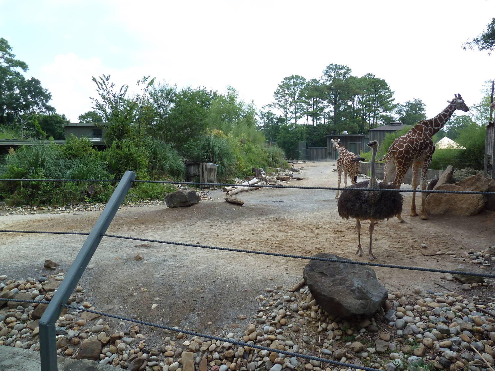 Giraffe/Ostrich Exhibit