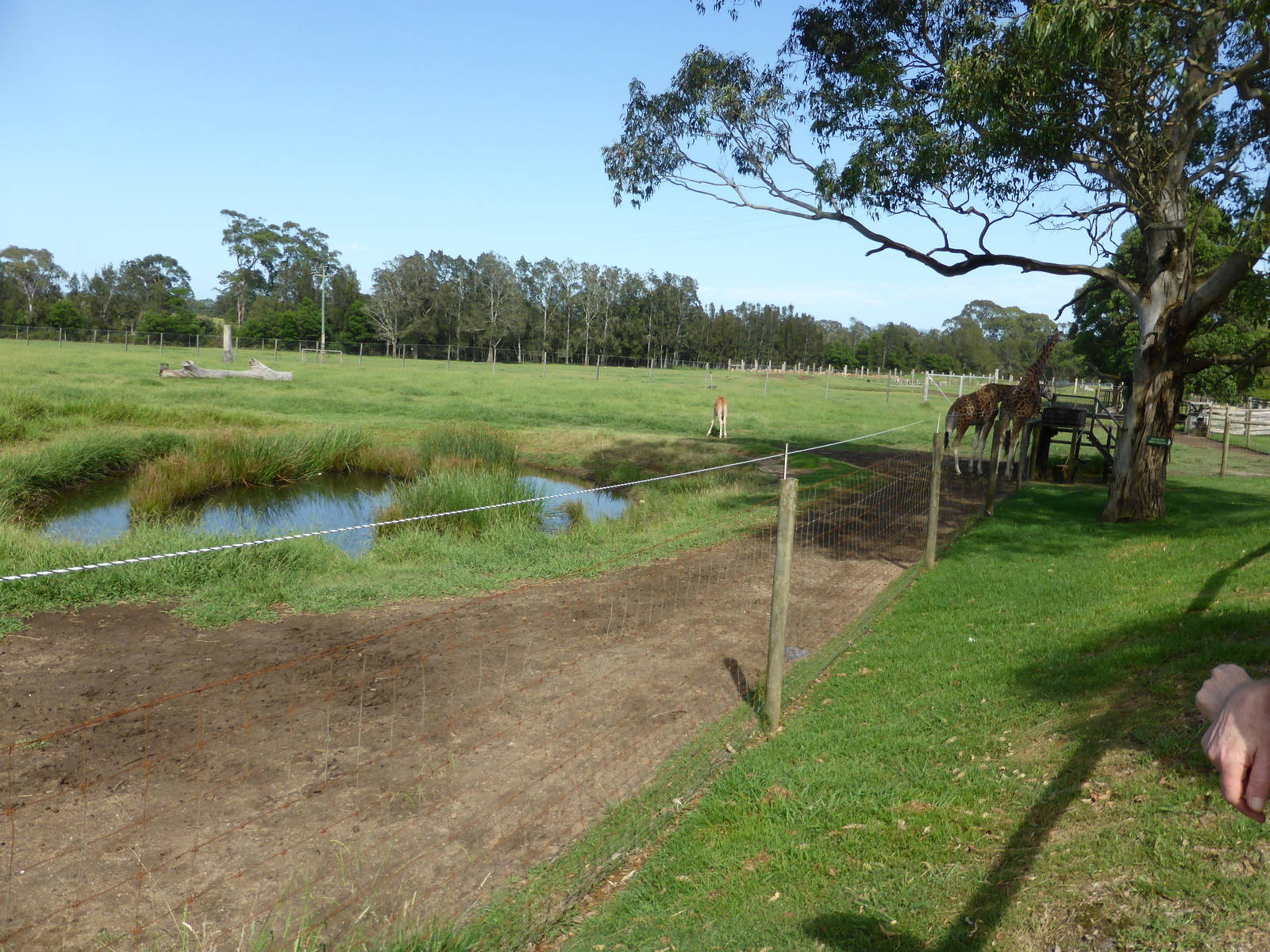 Giraffe/Ostrich exhibit