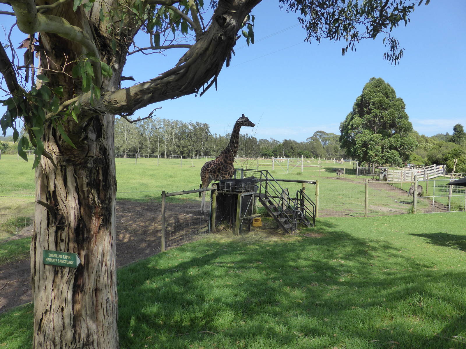 Giraffe/Ostrich exhibit