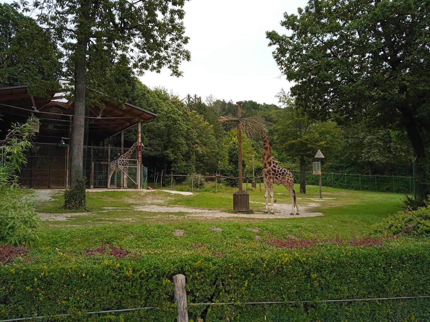 Giraffe+ostrich+guineafowl exhibit