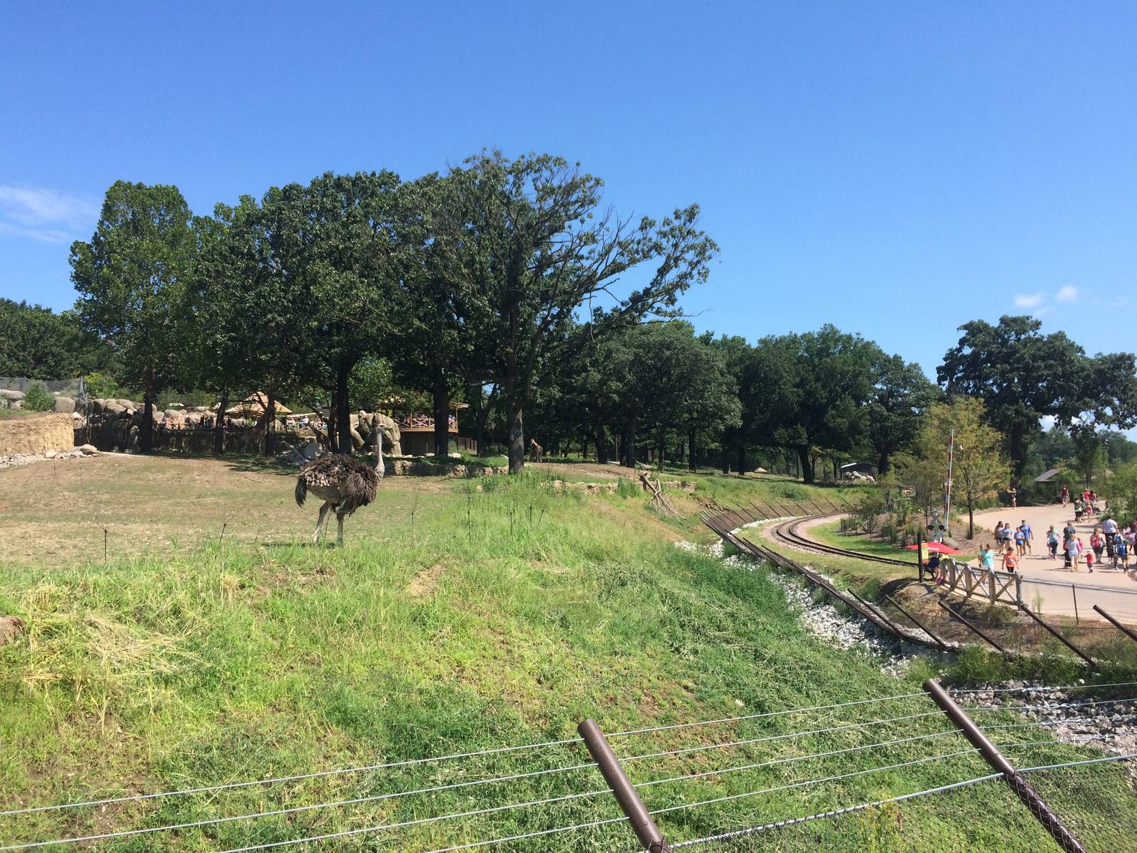 Giraffe/Ostrich/Impala/Stork/White Rhino Exhibit