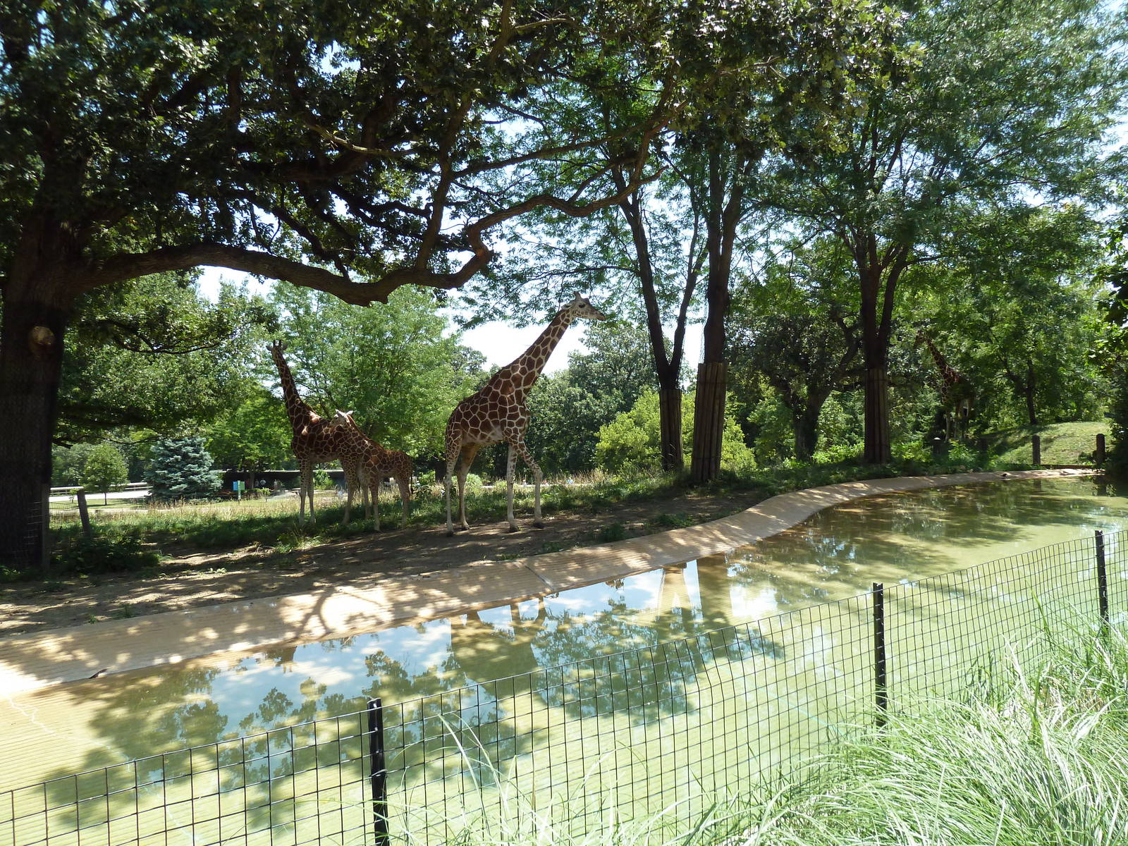 Giraffe/Ostrich/Penguin Exhibit