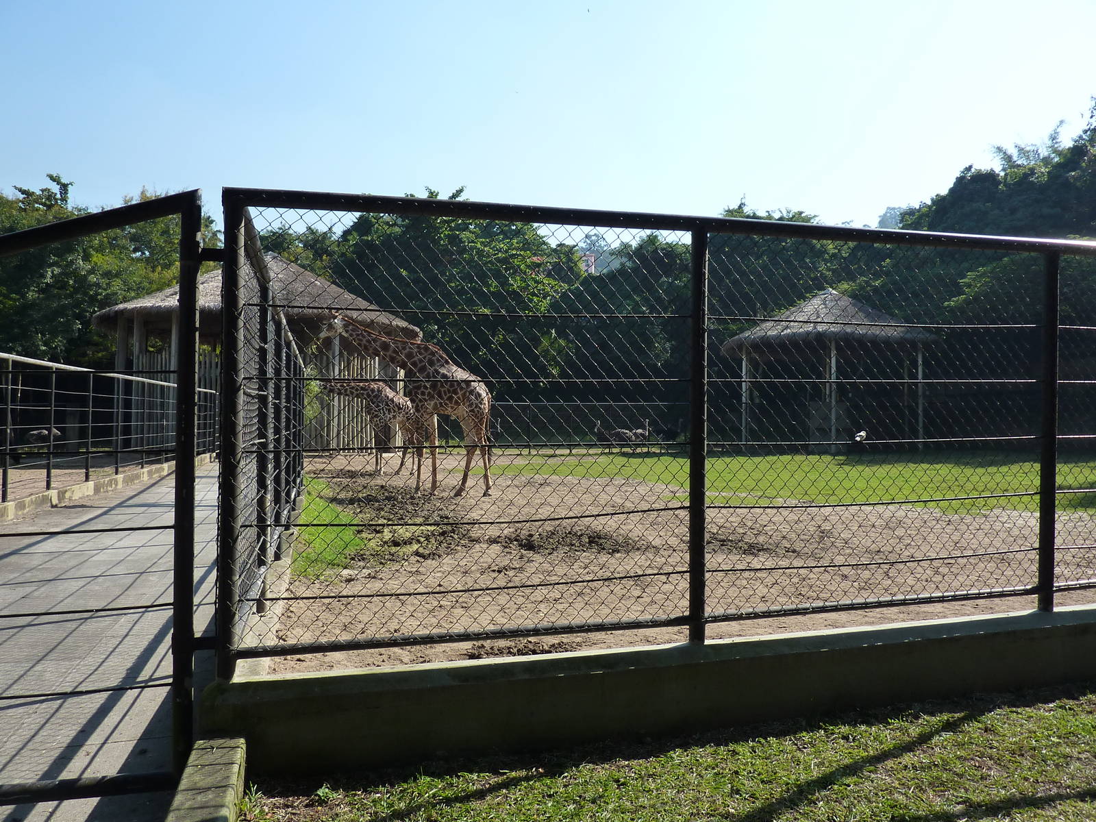 Giraffe, ostrich & water buffalo enclosure