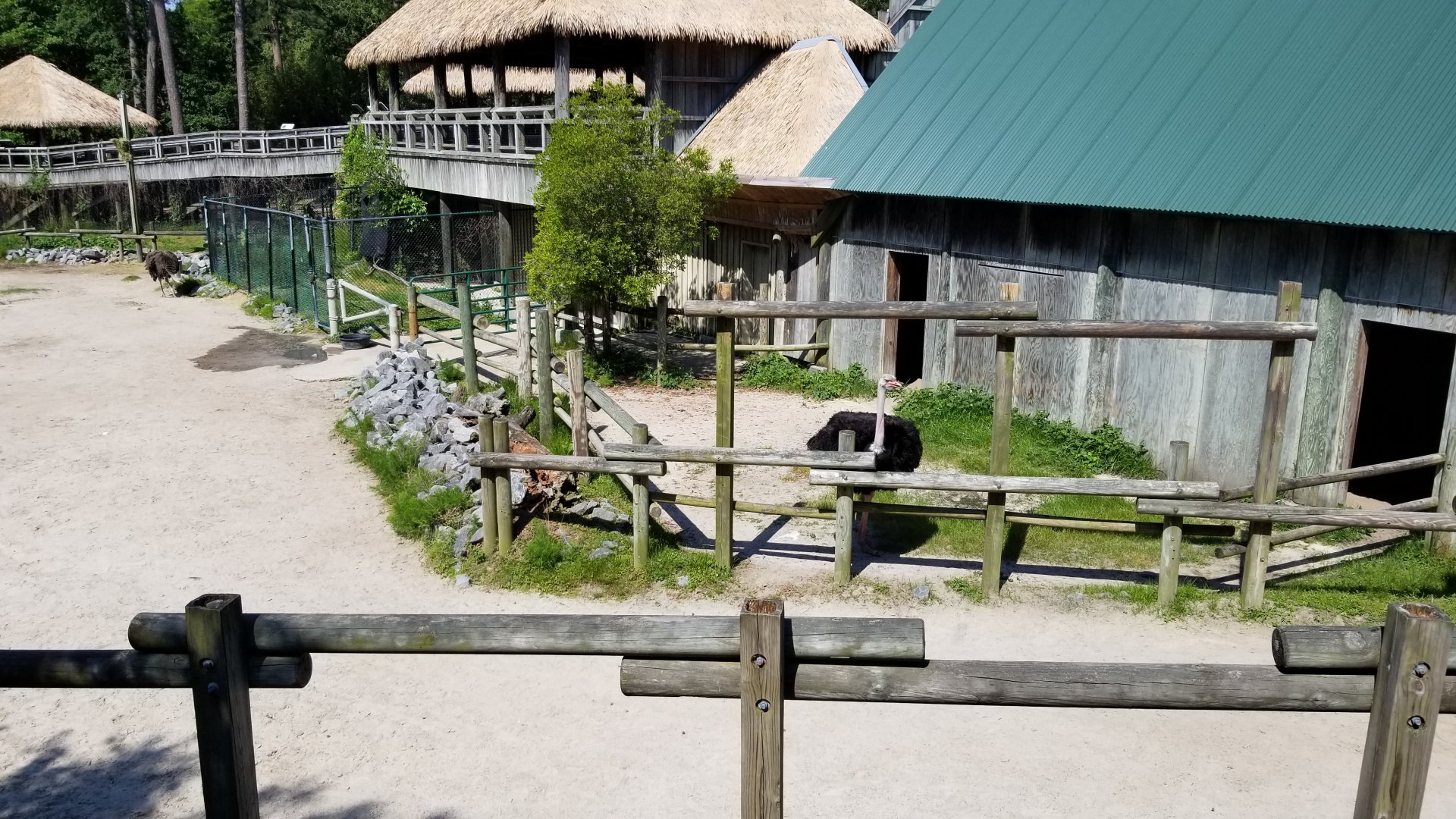 Giraffe/ostrich yard close to buildings