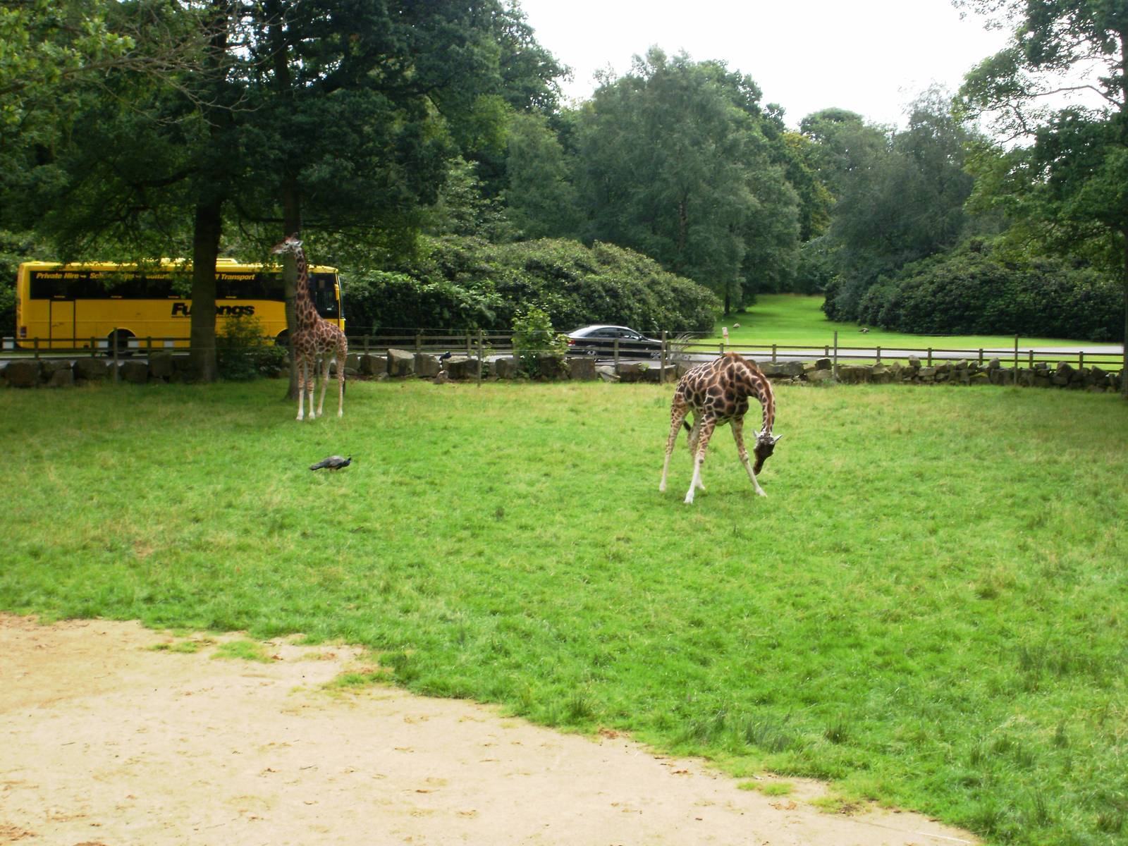 Giraffe Out Door Enclosure - 07.08.2010