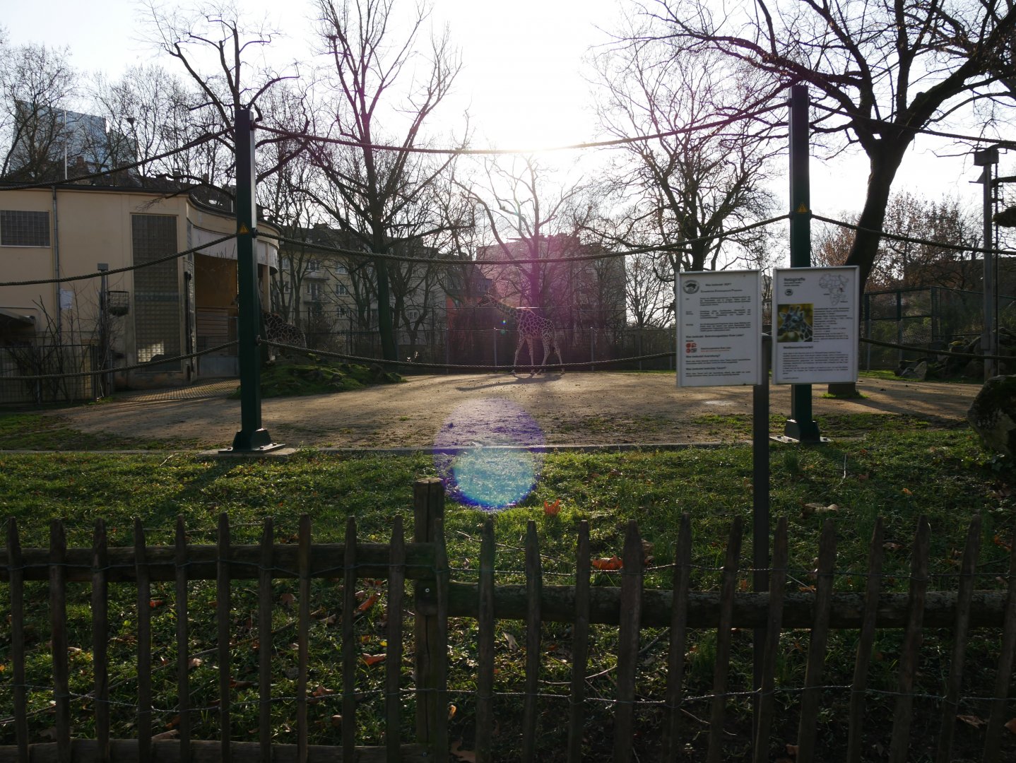 Giraffe outdoor enclosure (January 2019)