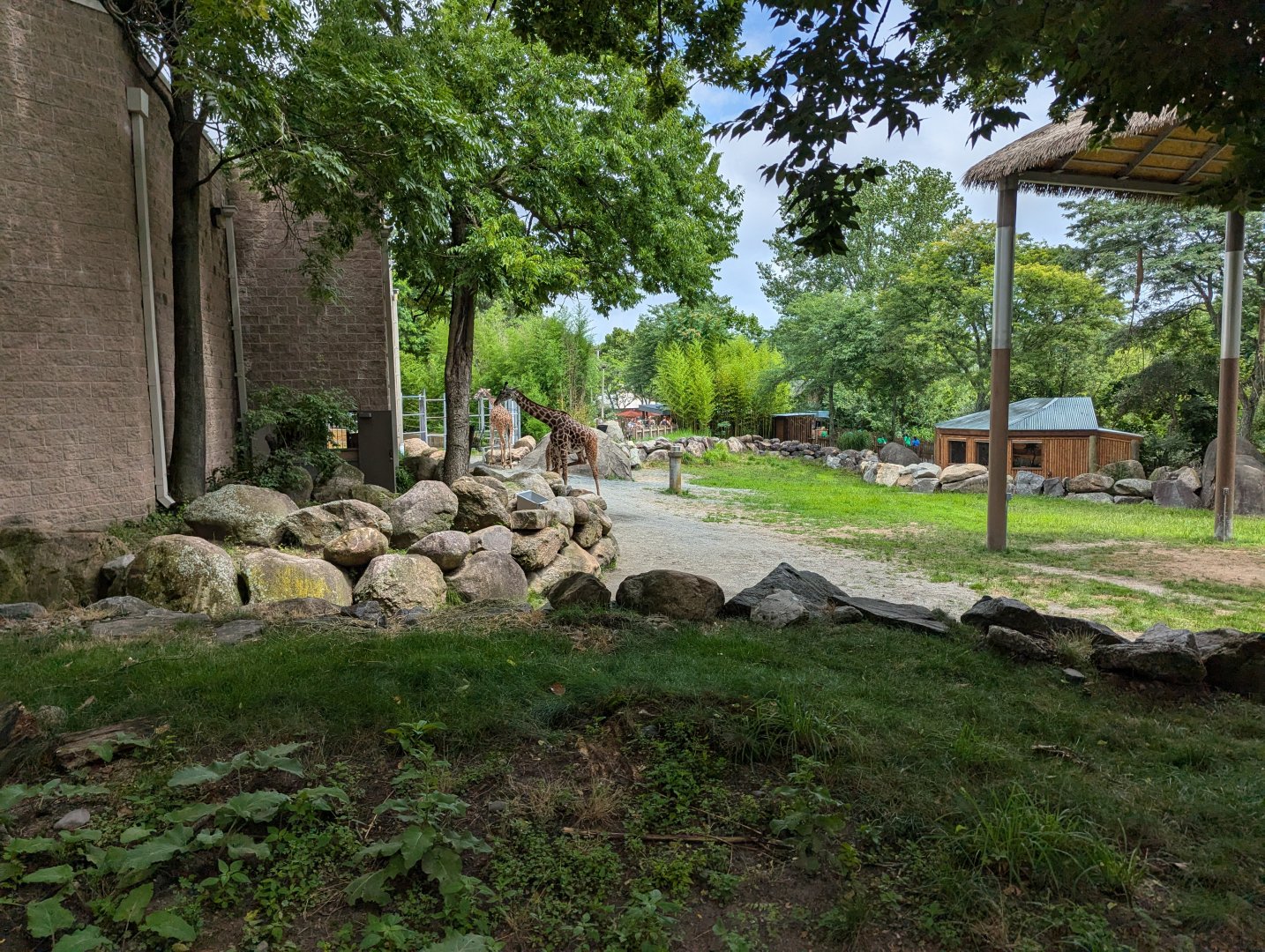 Giraffe Outdoor Enclosure