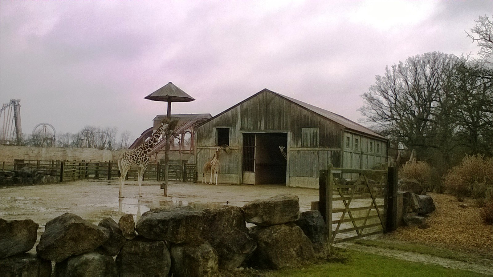 Giraffe Outdoor Holding Pen 02-Apr-16