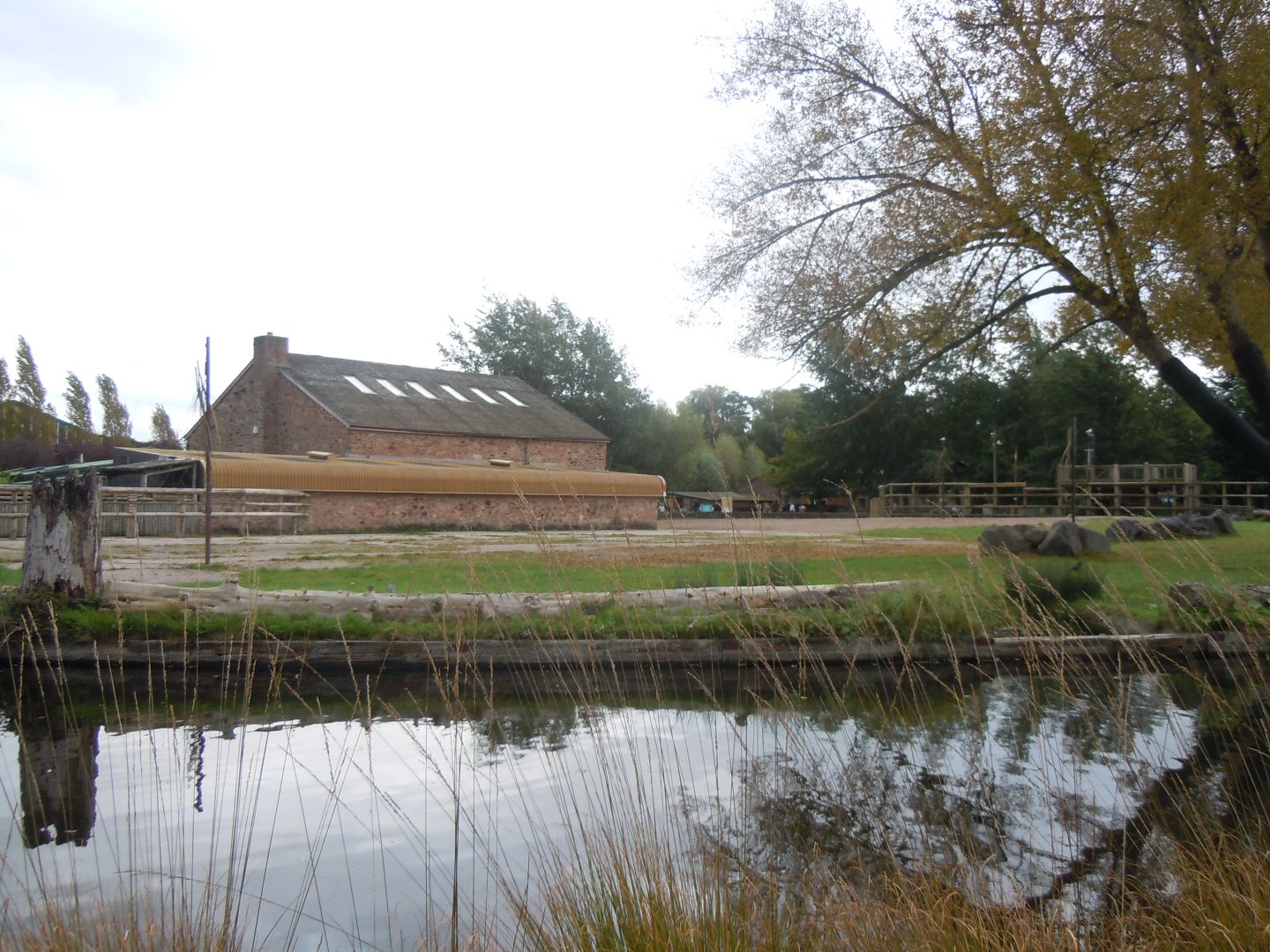 Giraffe outdoors 110920