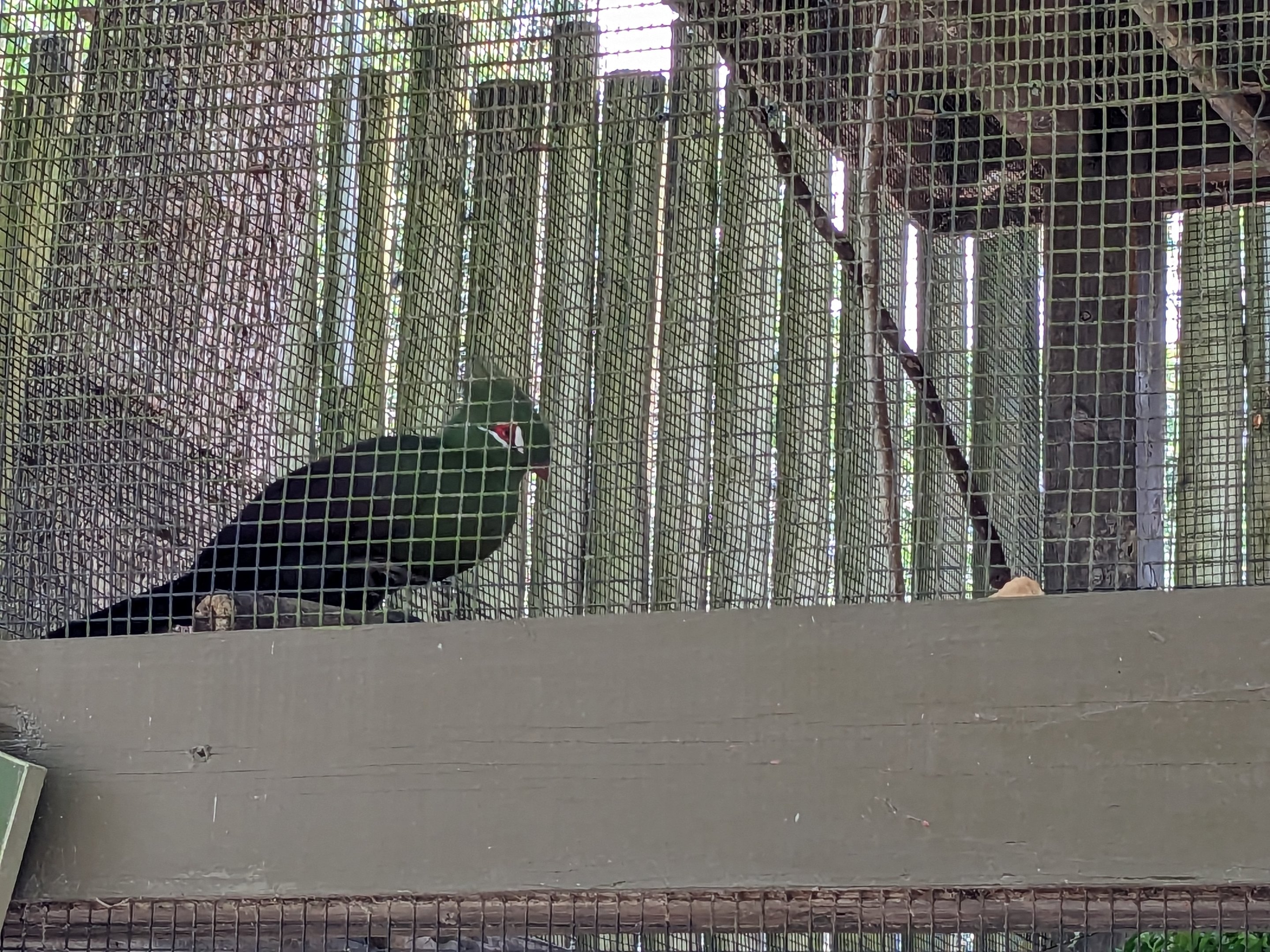 Giraffe overlook - aviary