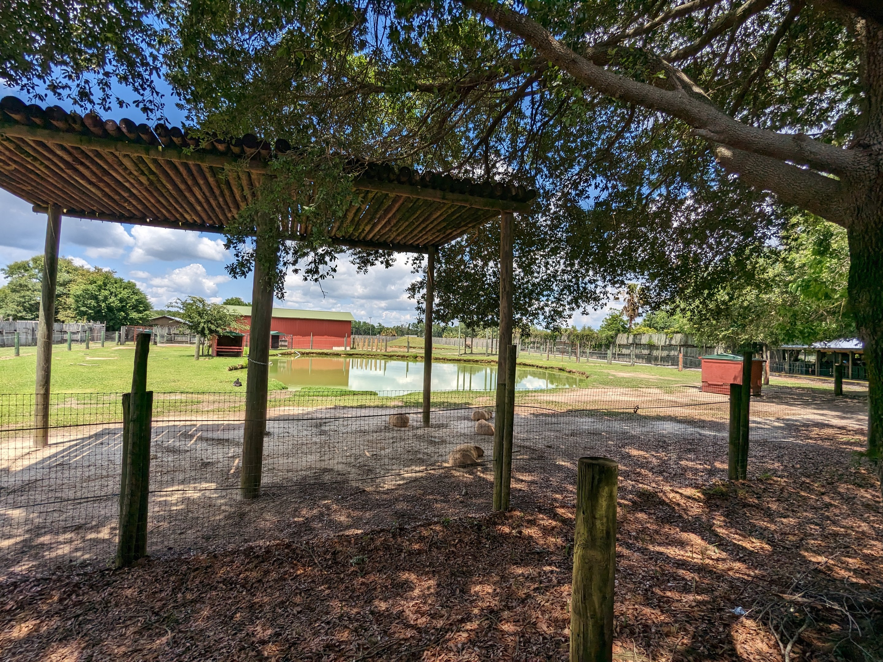 Giraffe overlook - capybara and alpaca