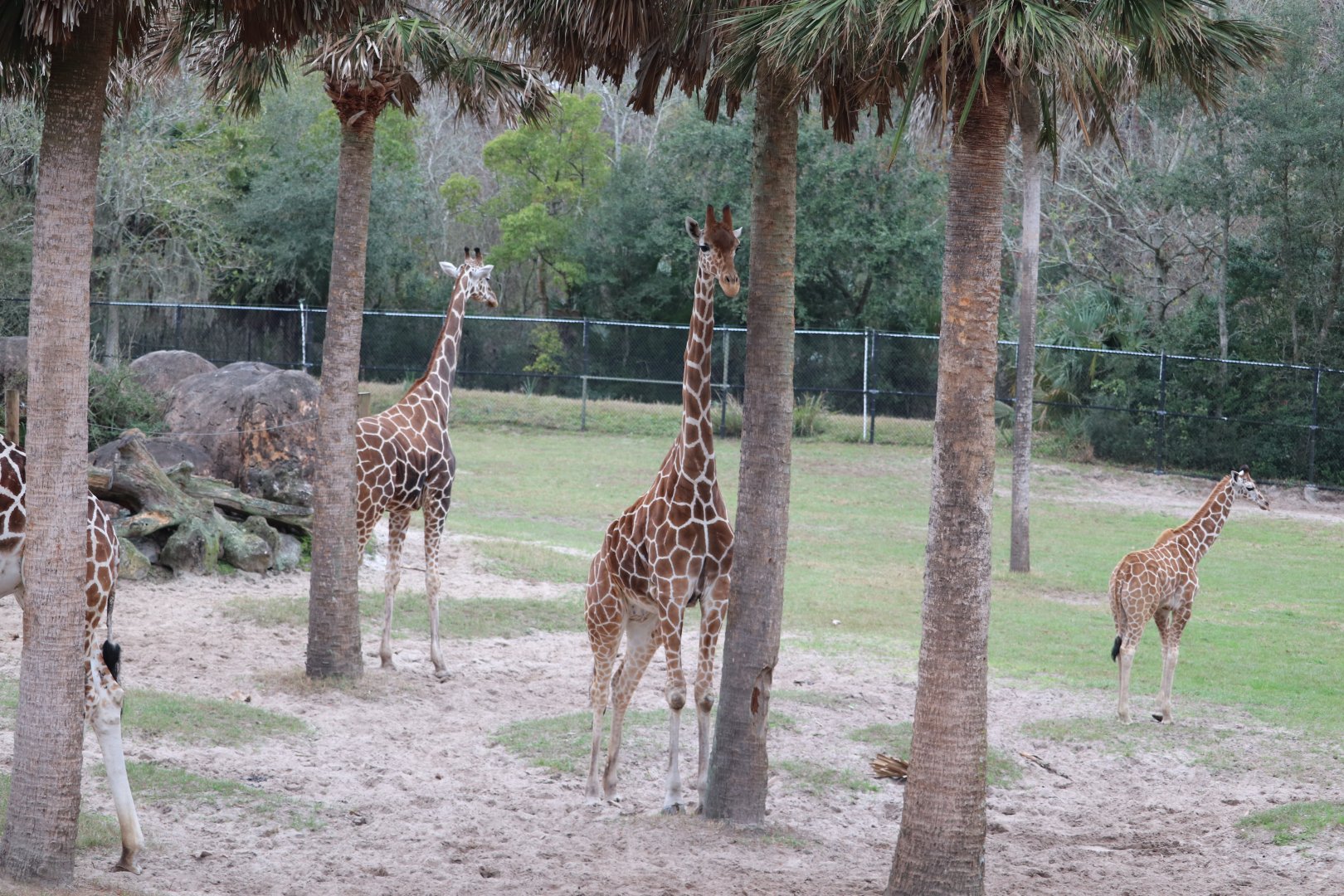 Giraffe Overlook - Reticulated Giraffe
